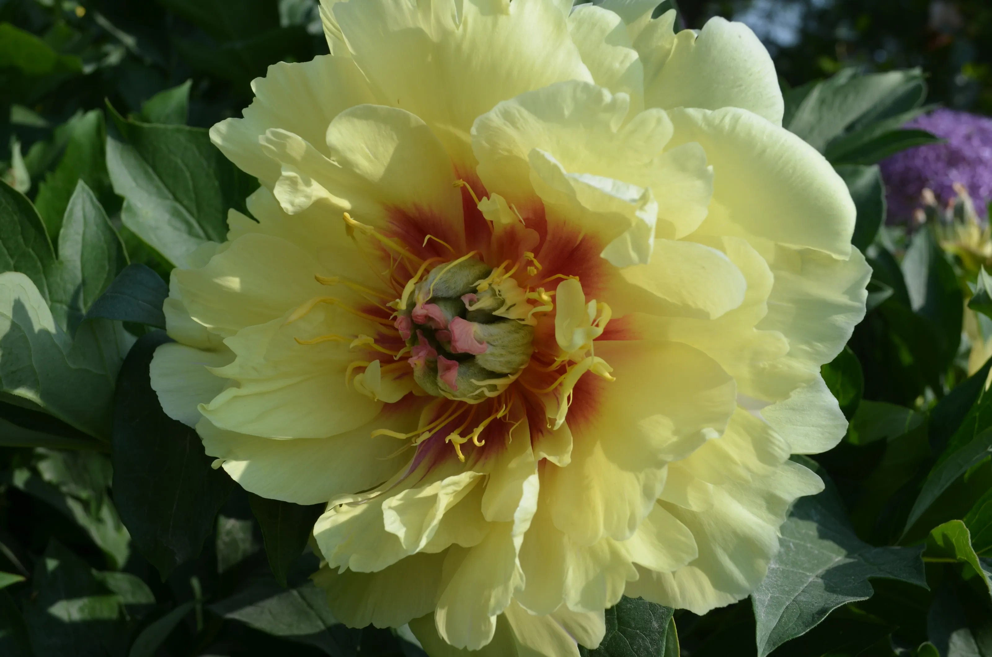 Flower Garden