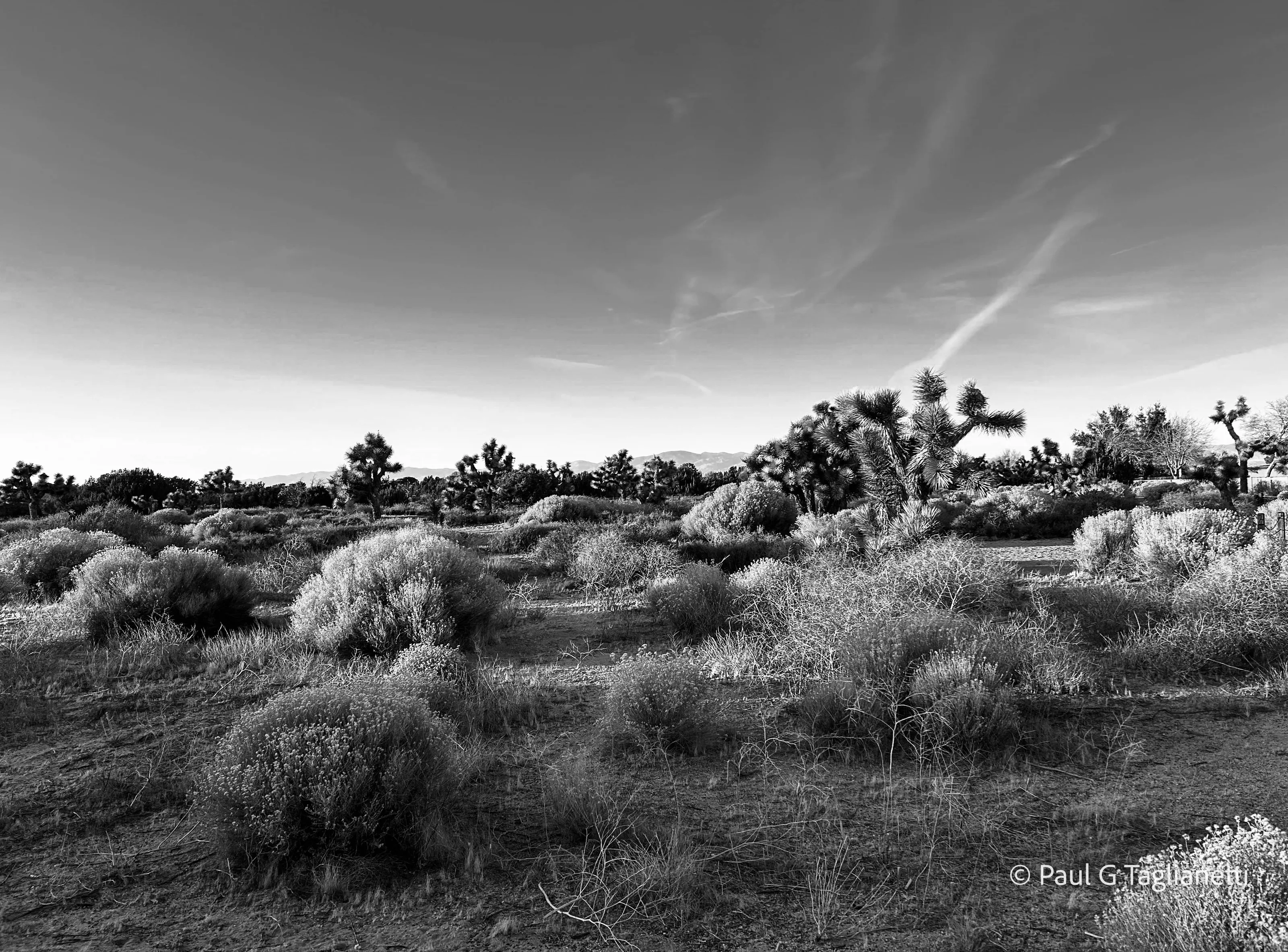 Desert, Antelope Valley < CA