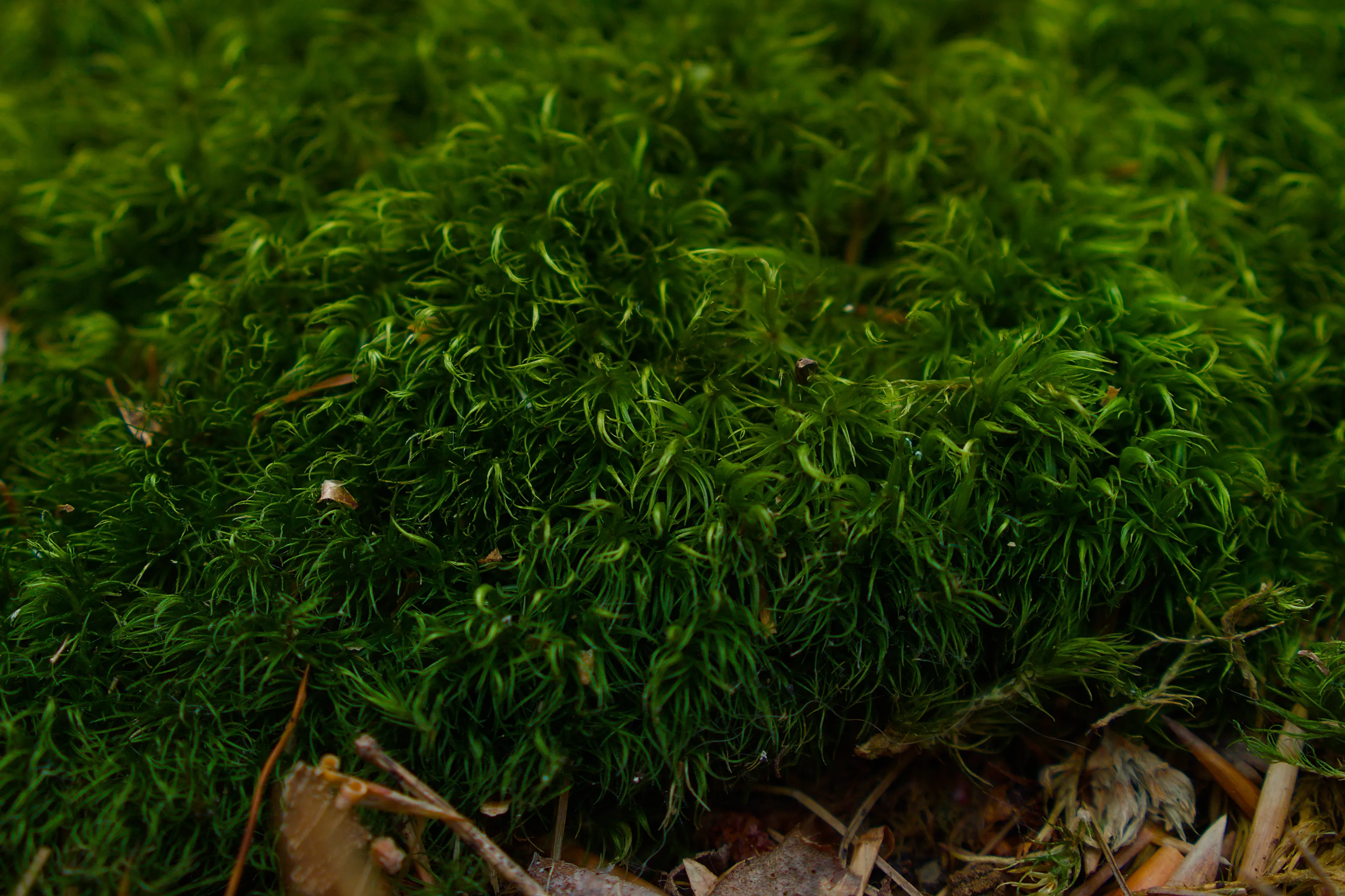 Mossy patch