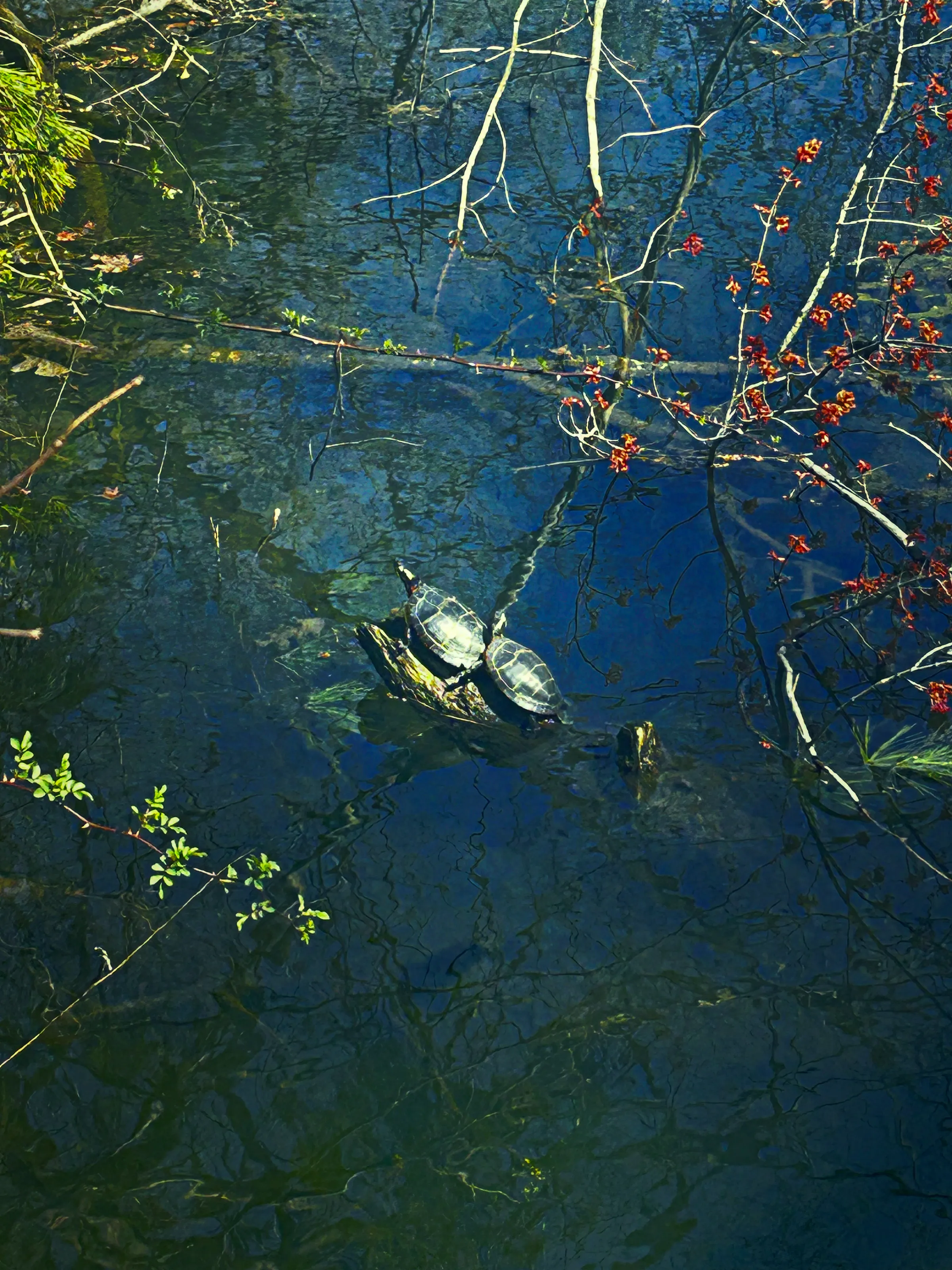 Turtles on the Pond