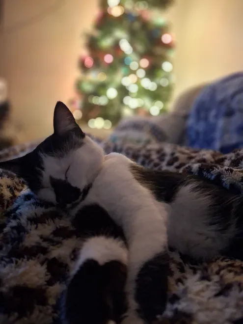 Kitten Naps