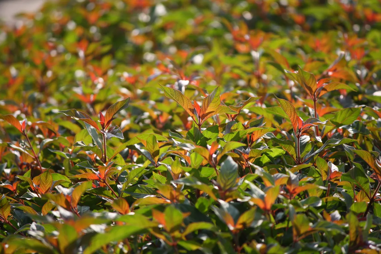 Leaves in sunlight