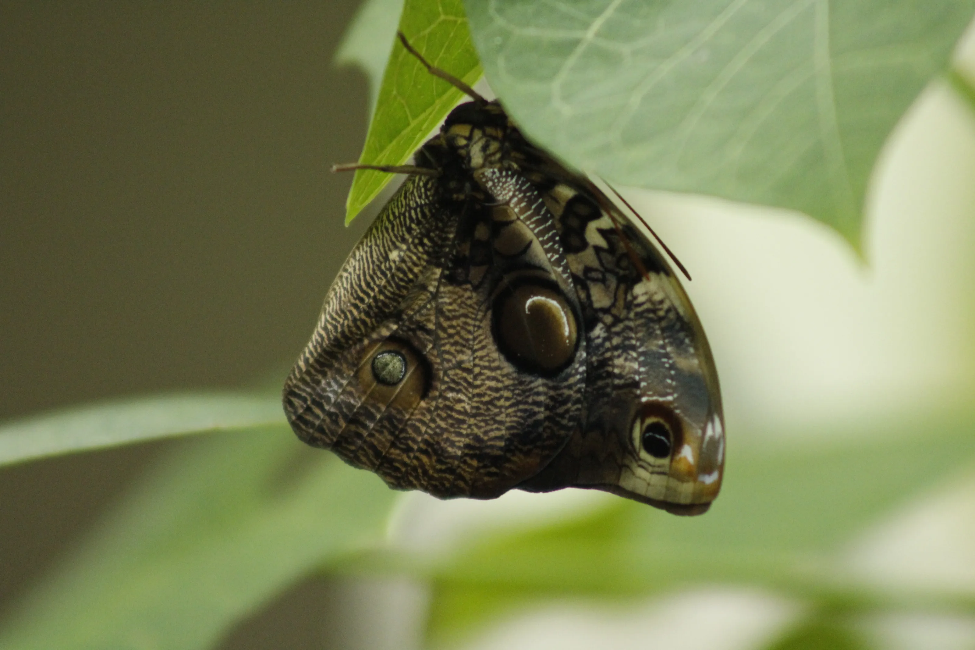 Eye of the Butterfly