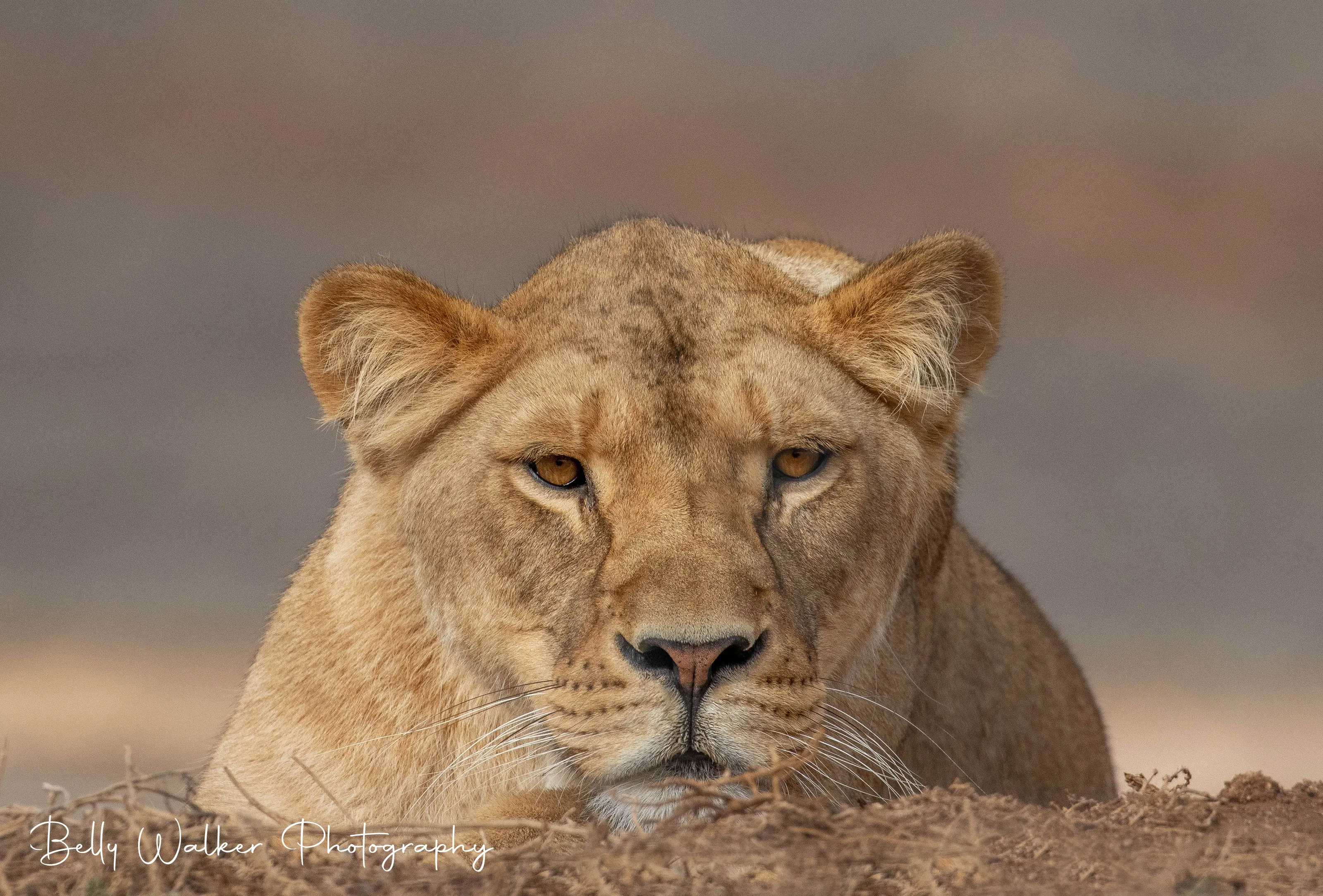 Queen of the Savanna