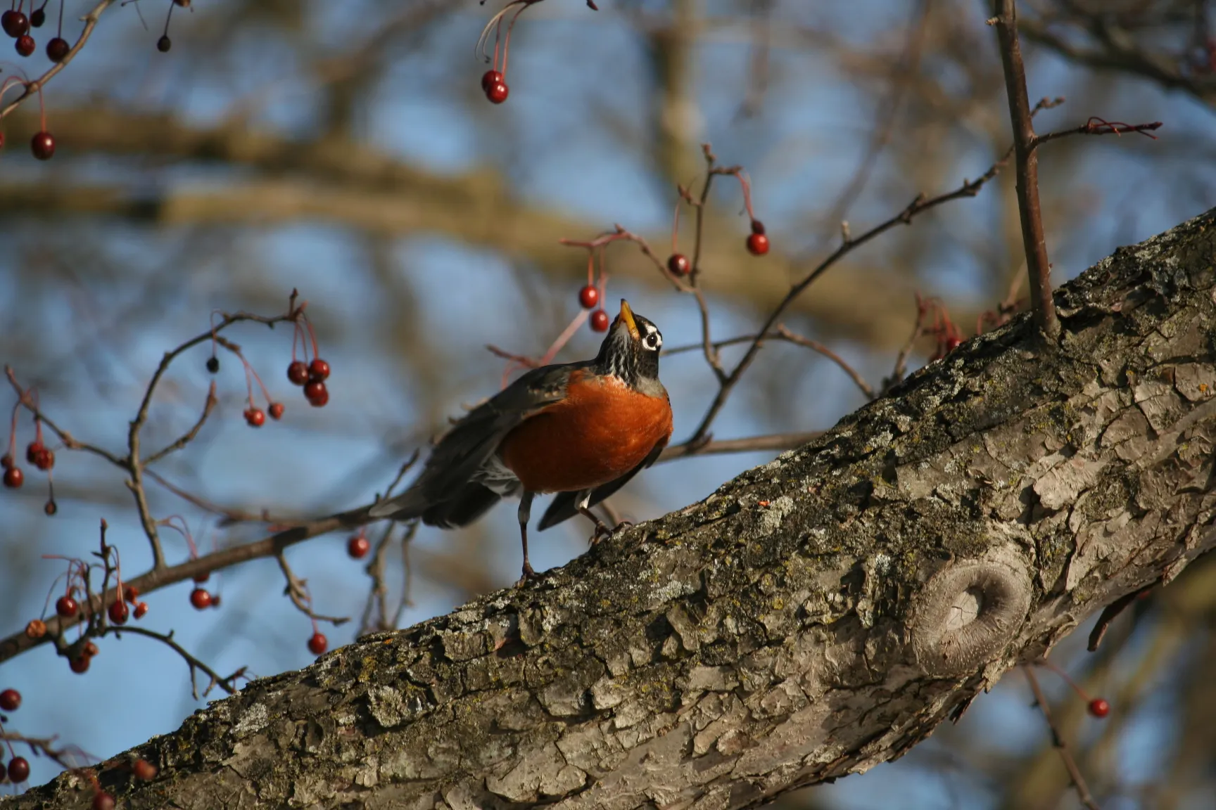 Bird Looking at Berry