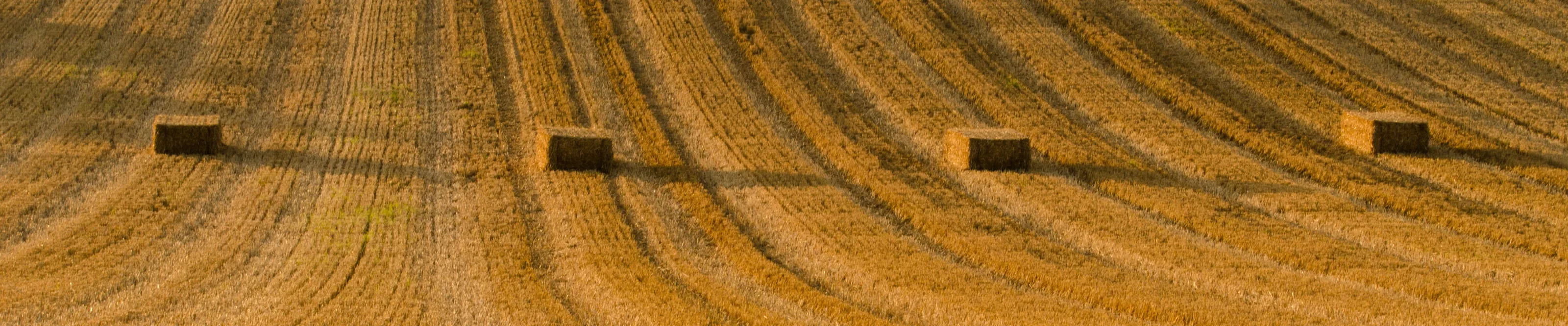 Bales in a Row