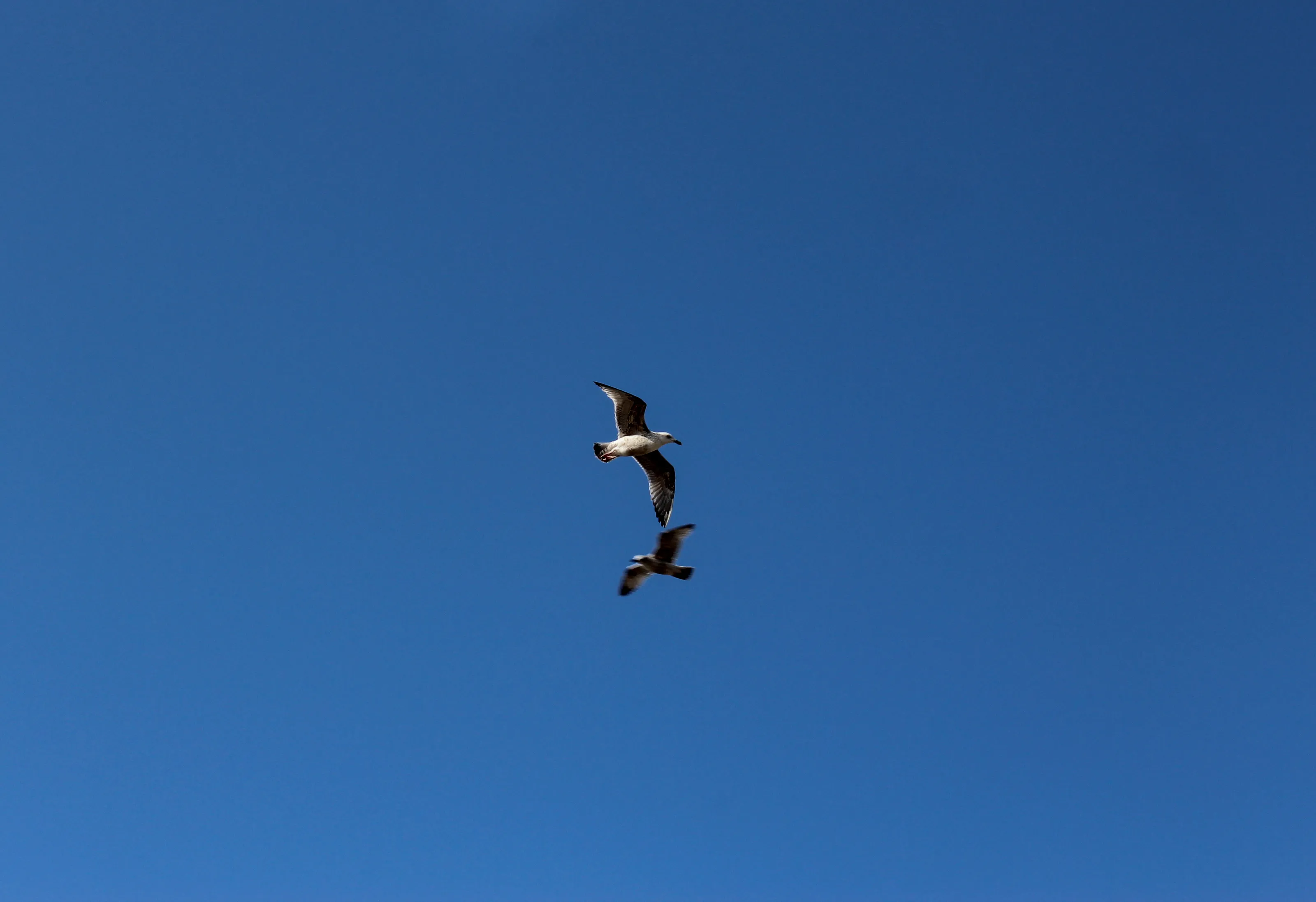 The Blue Sky Birds