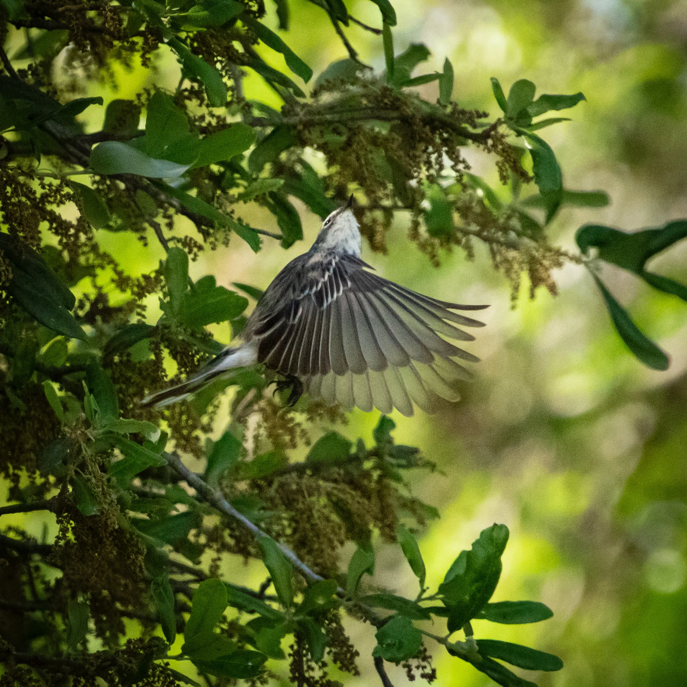 Warbler In Flight