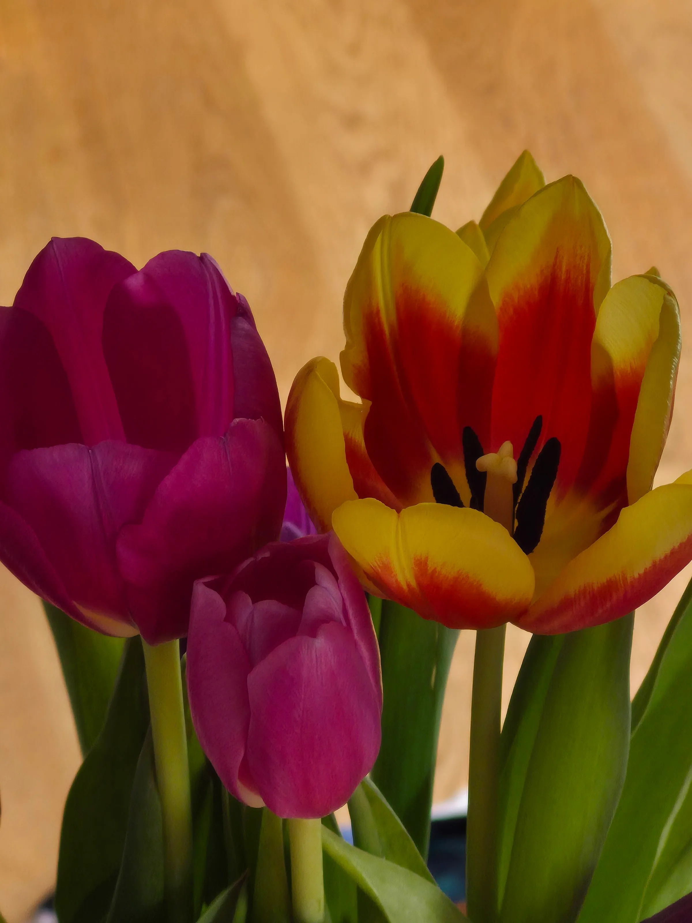 Tulips