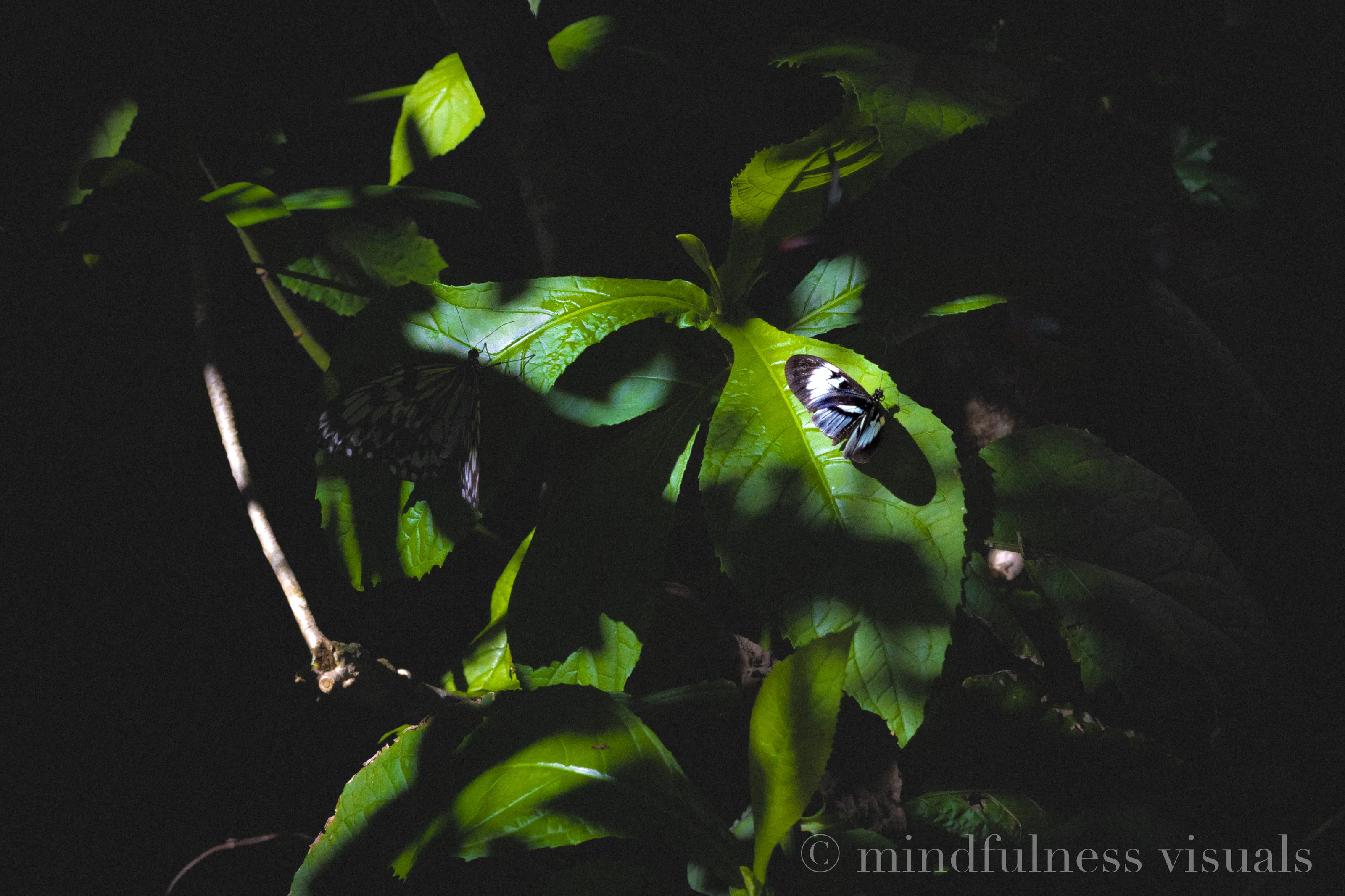 Found in the Dark
