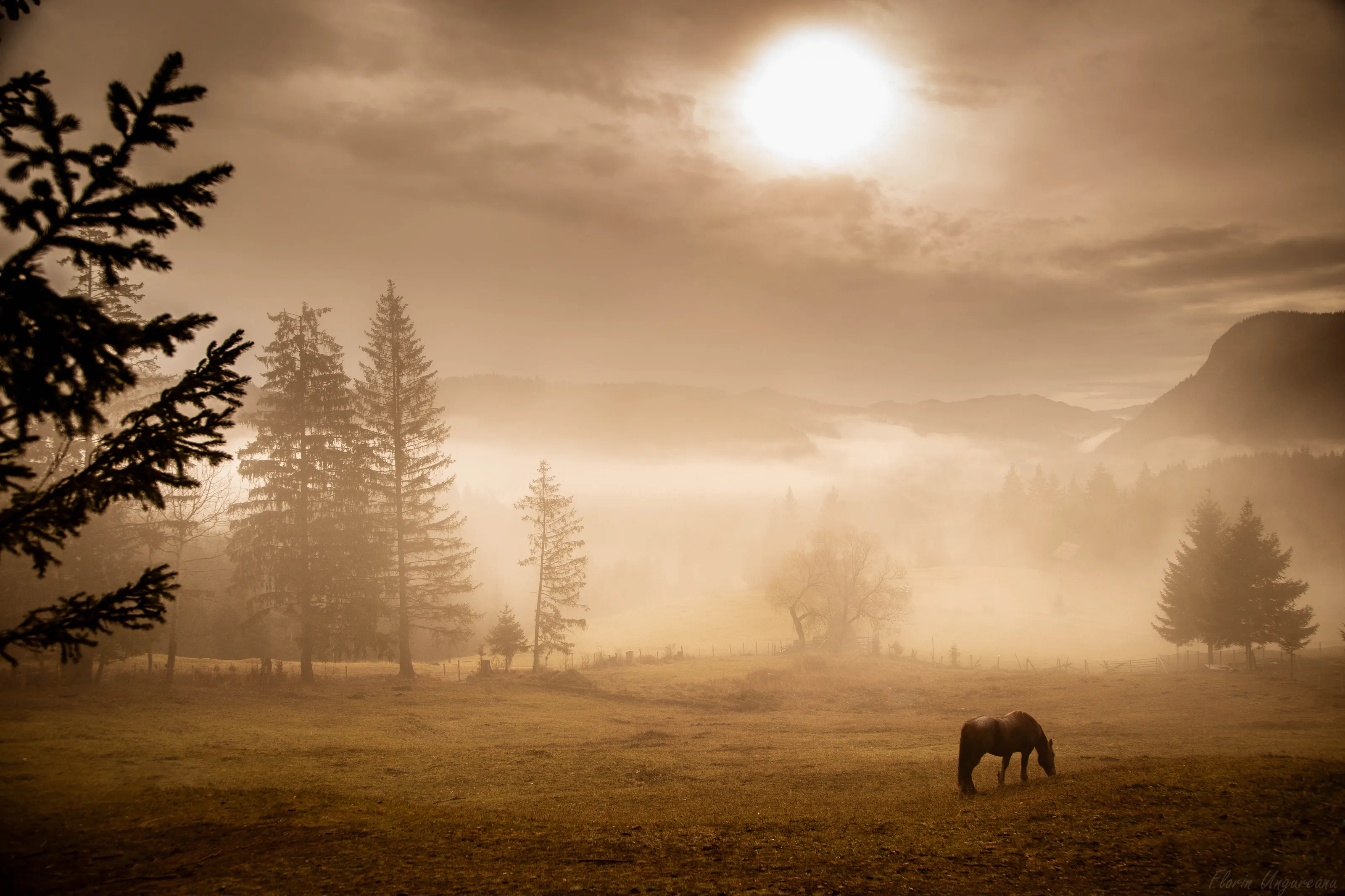 Fog