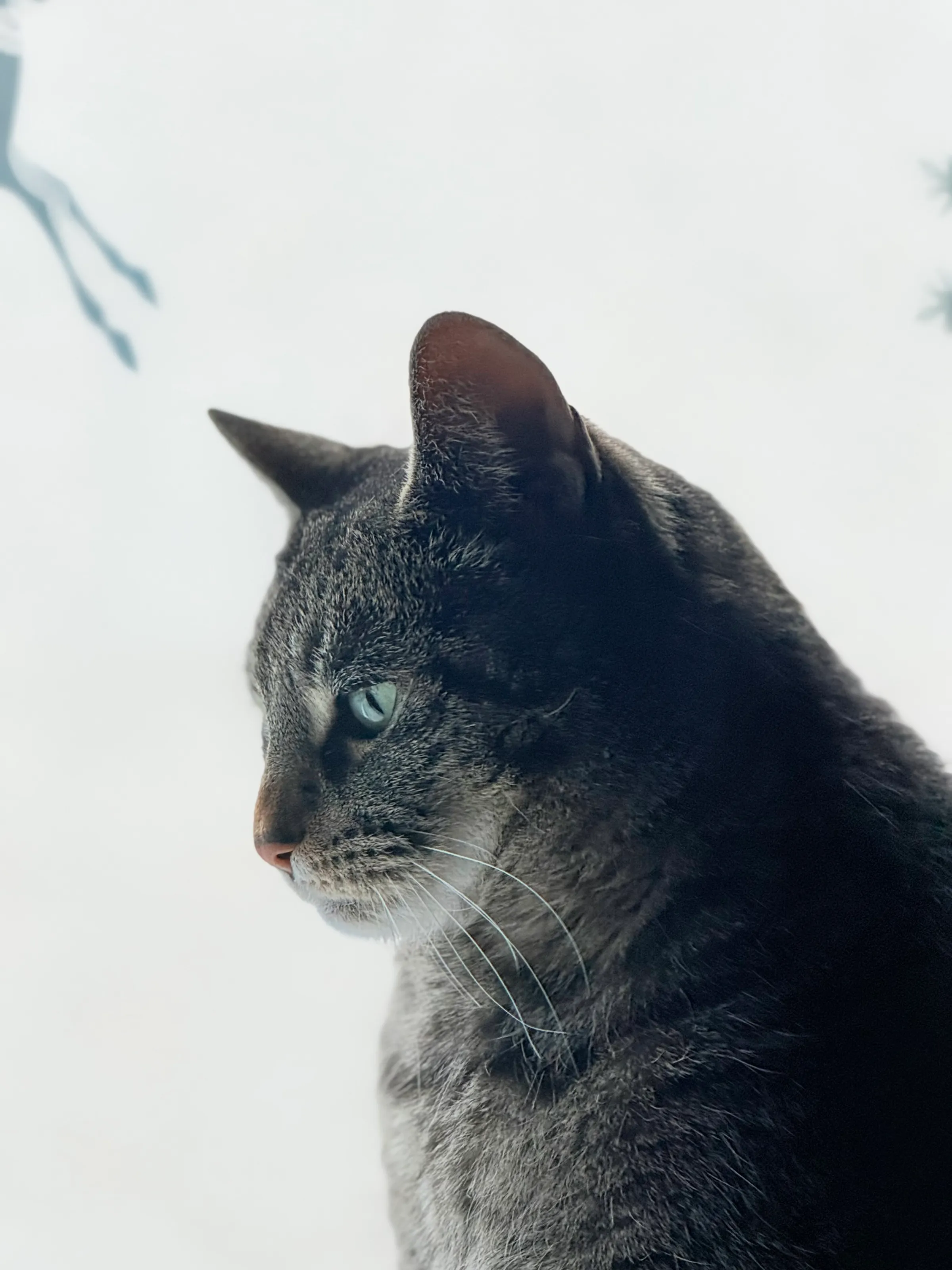 Tabby