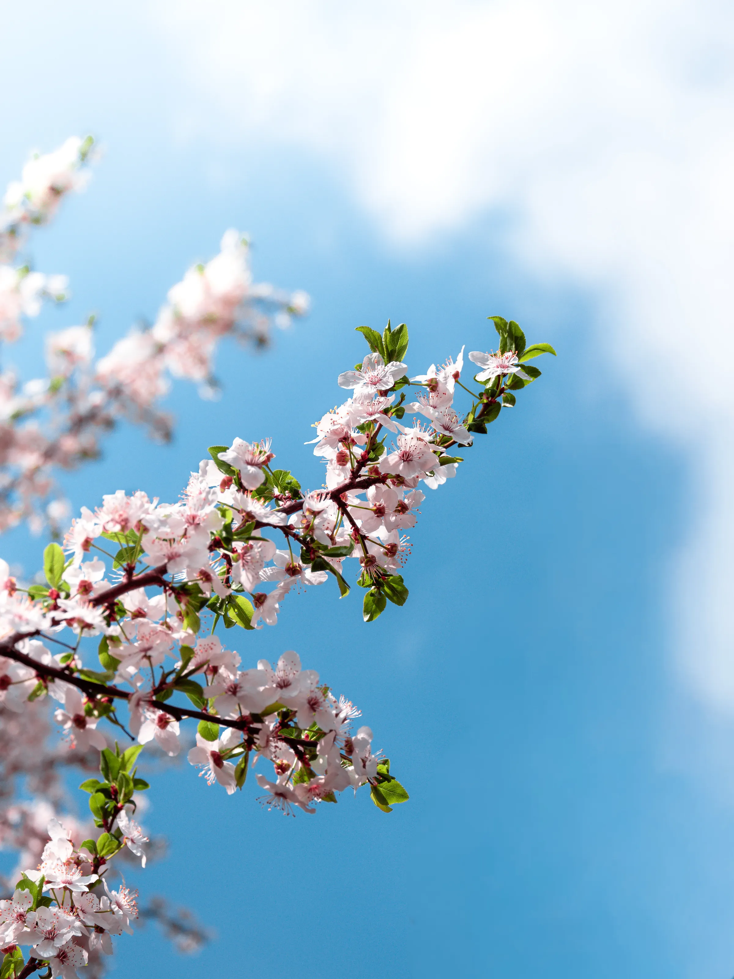 Spring Blossoms