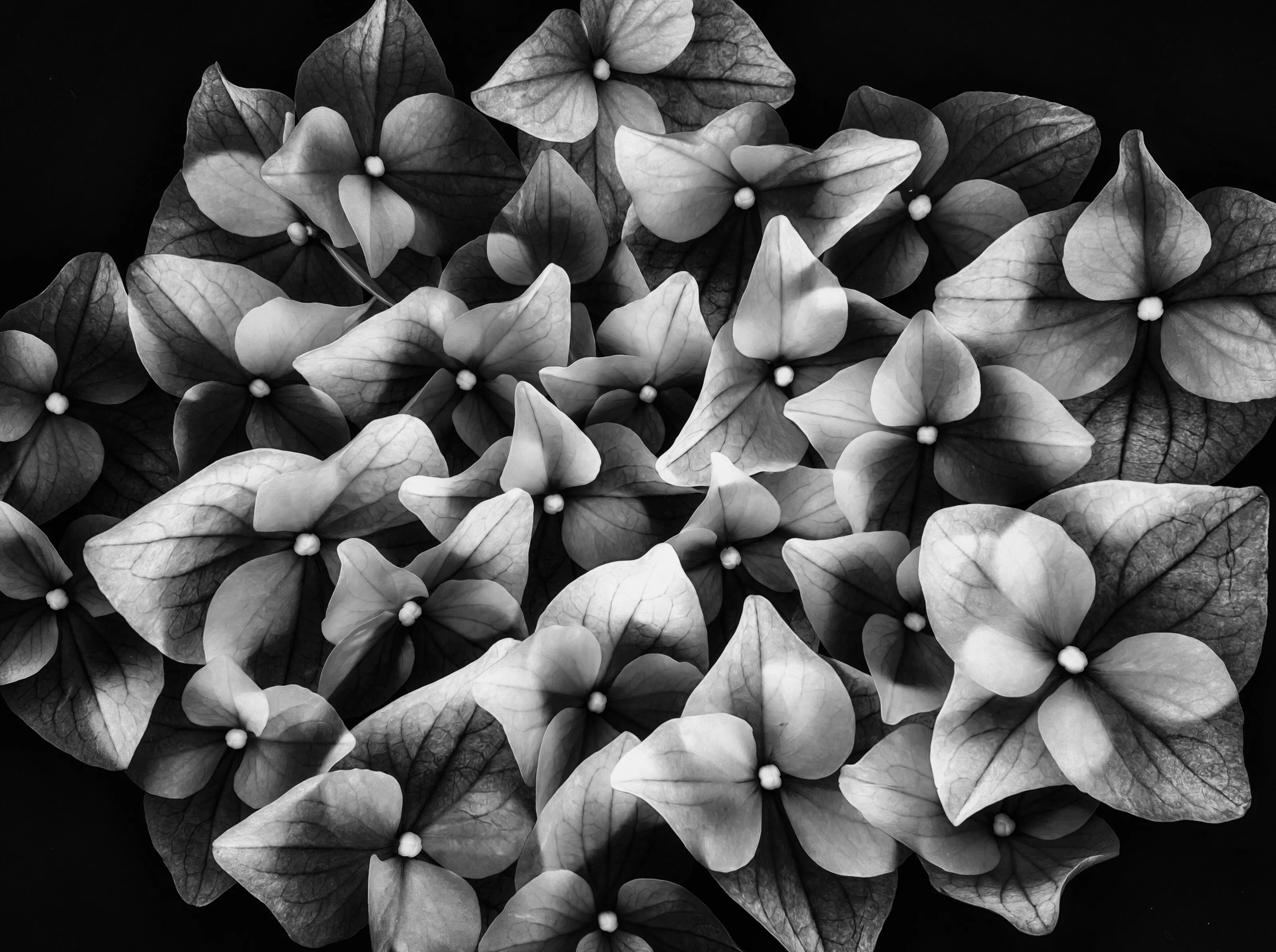 Flowers in Black and White