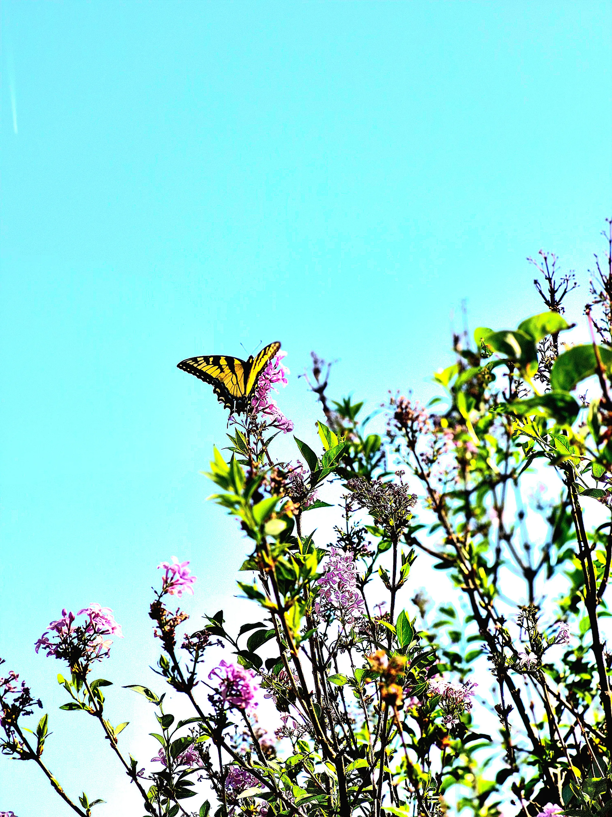Eastern Tiger Swallowtail Exploring Garden Phlox