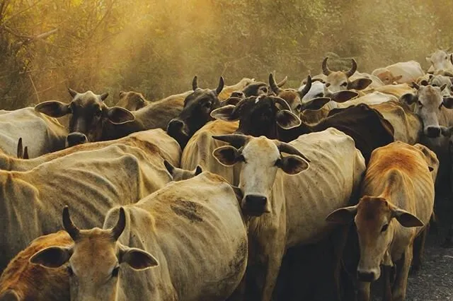 Skinny cows