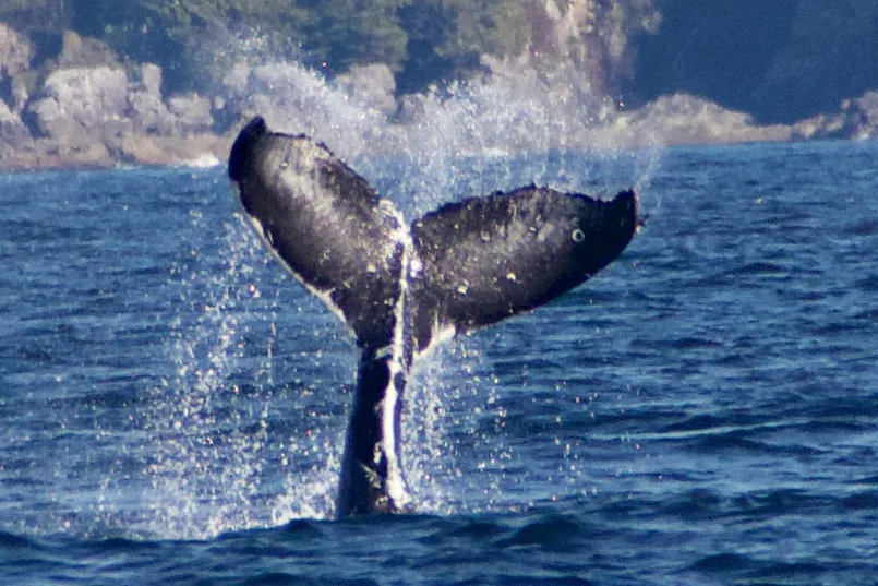 Just a Fluke