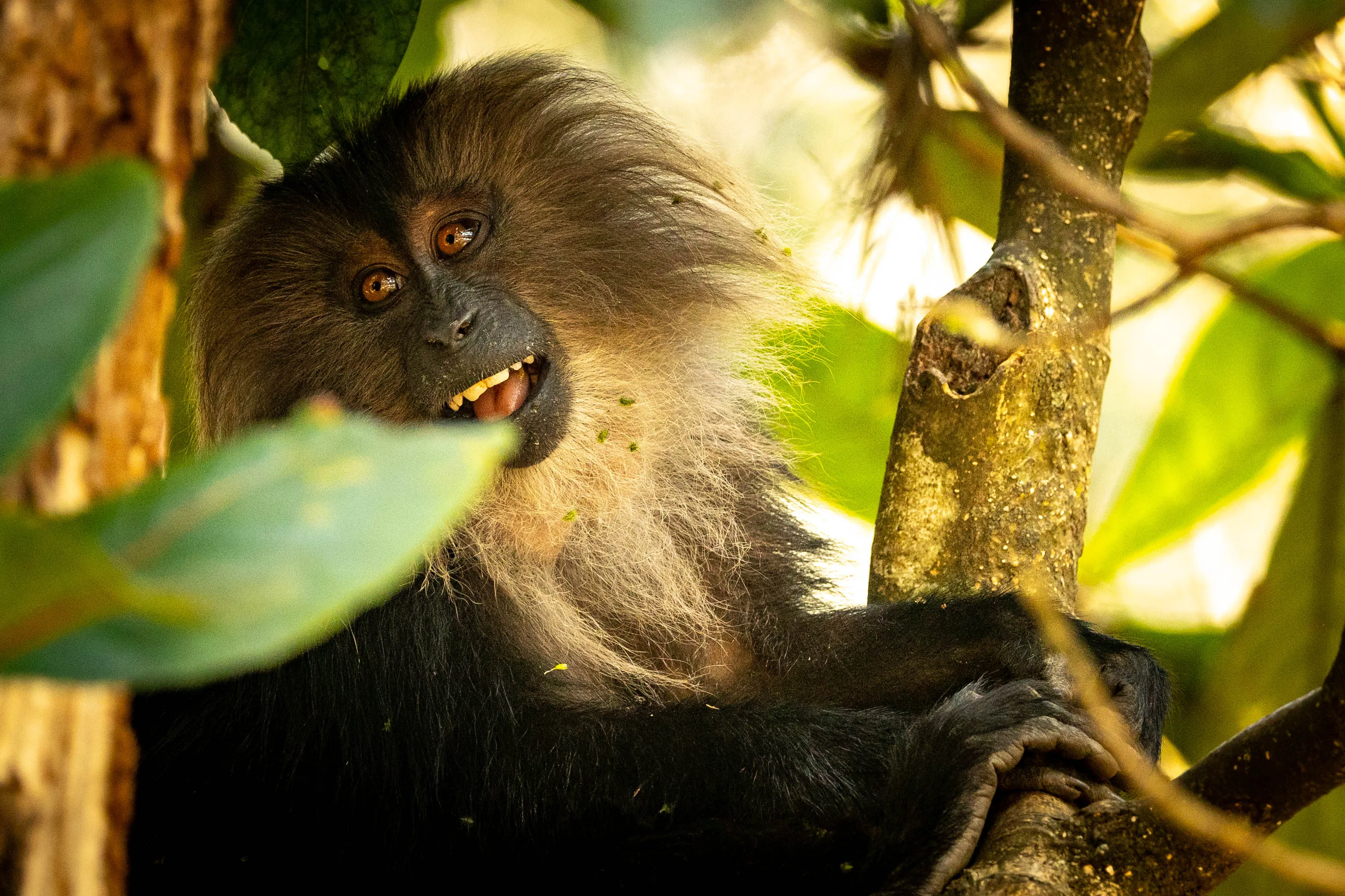 Monkeys of Africa and Asia in the Wild