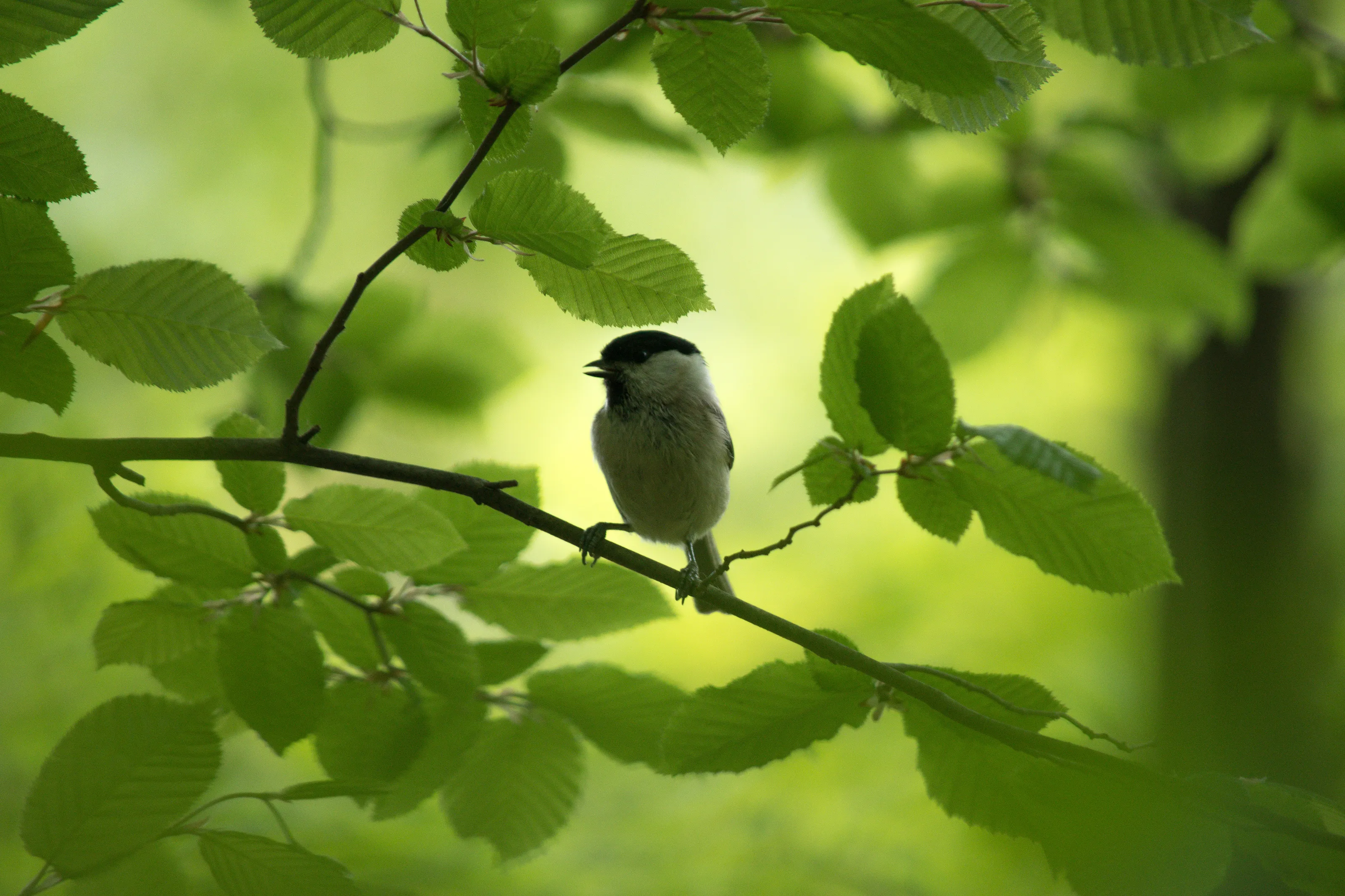 Nature perfection