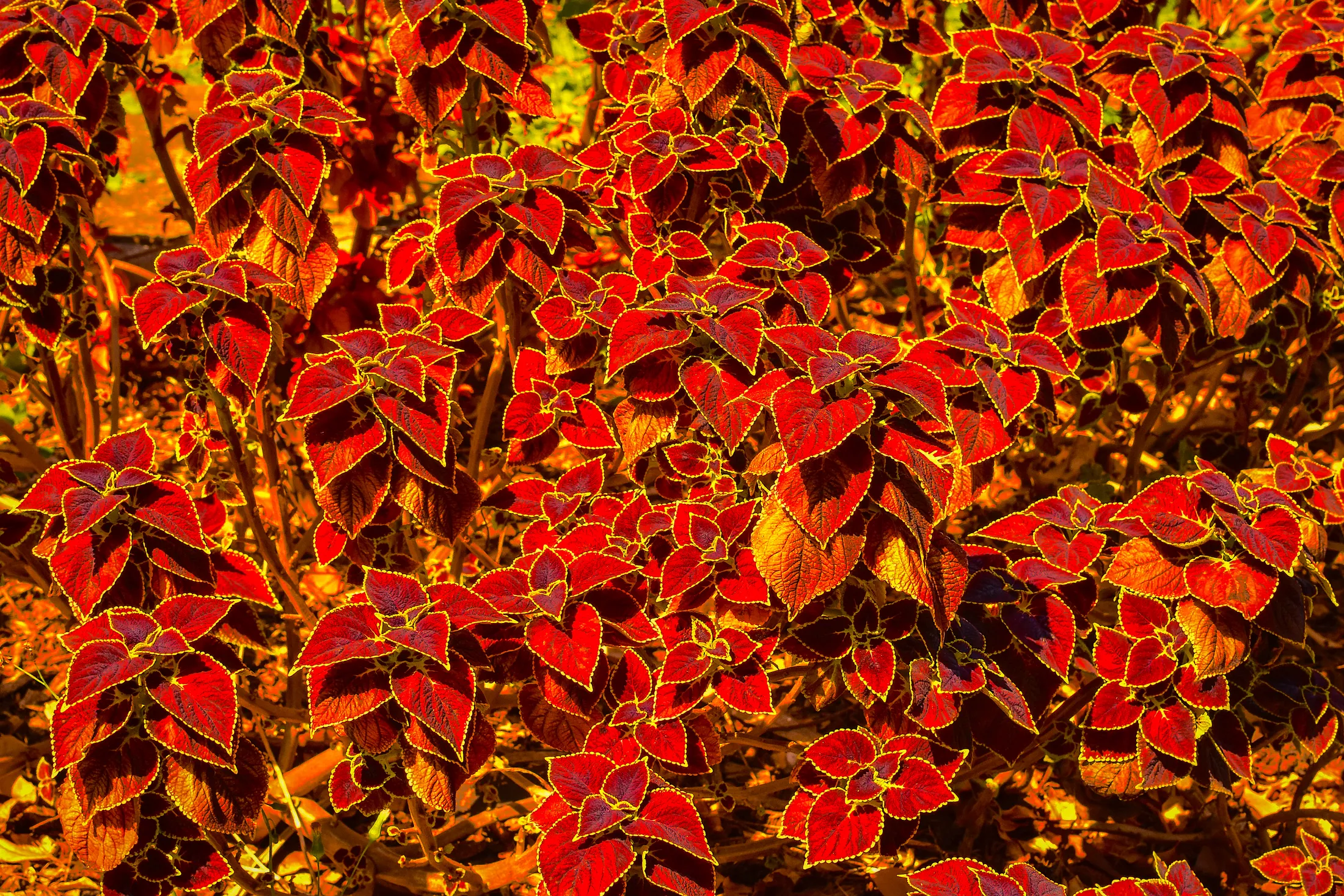 2 Colour Plant