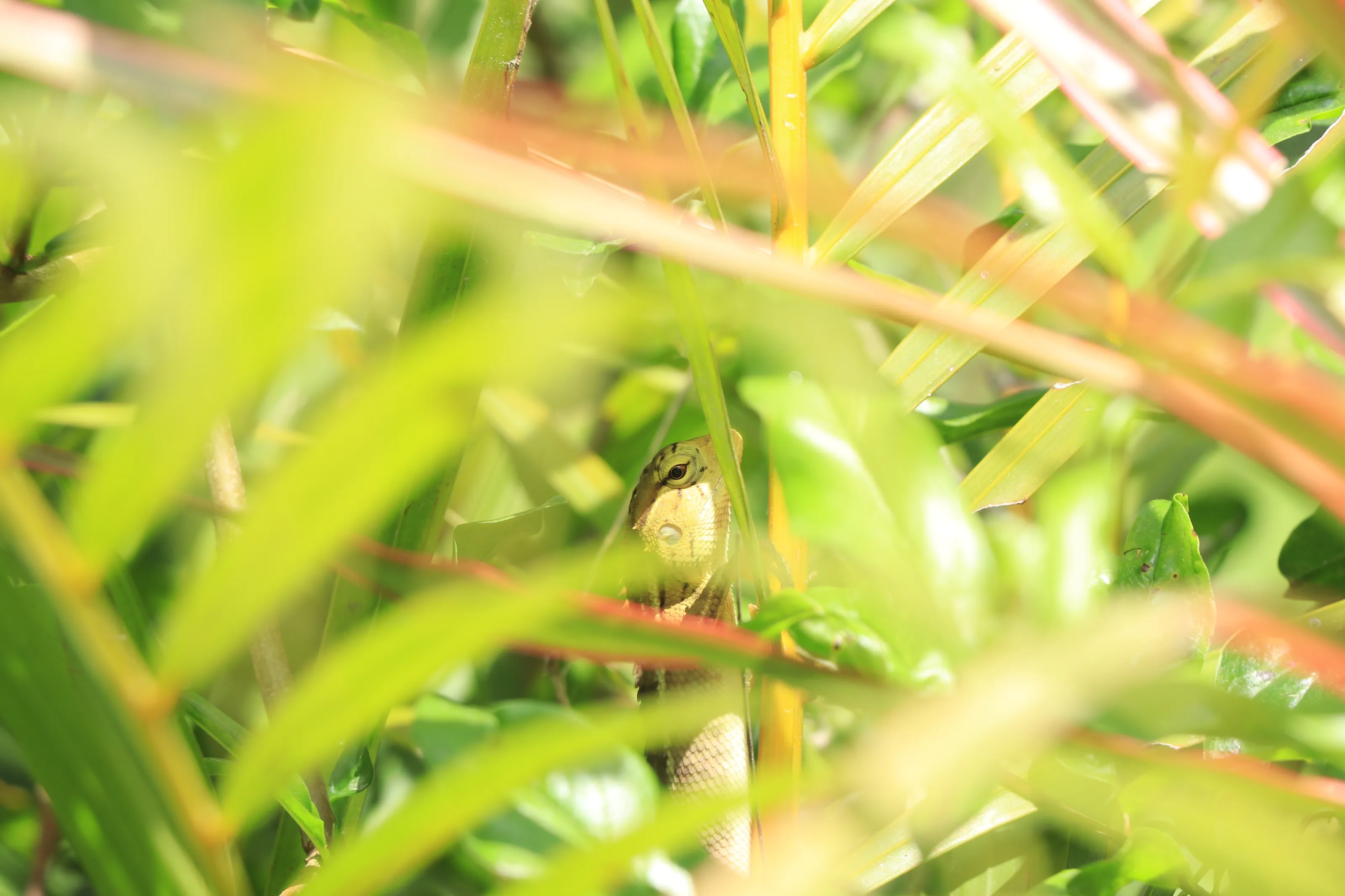 watching you through green tinted lenses