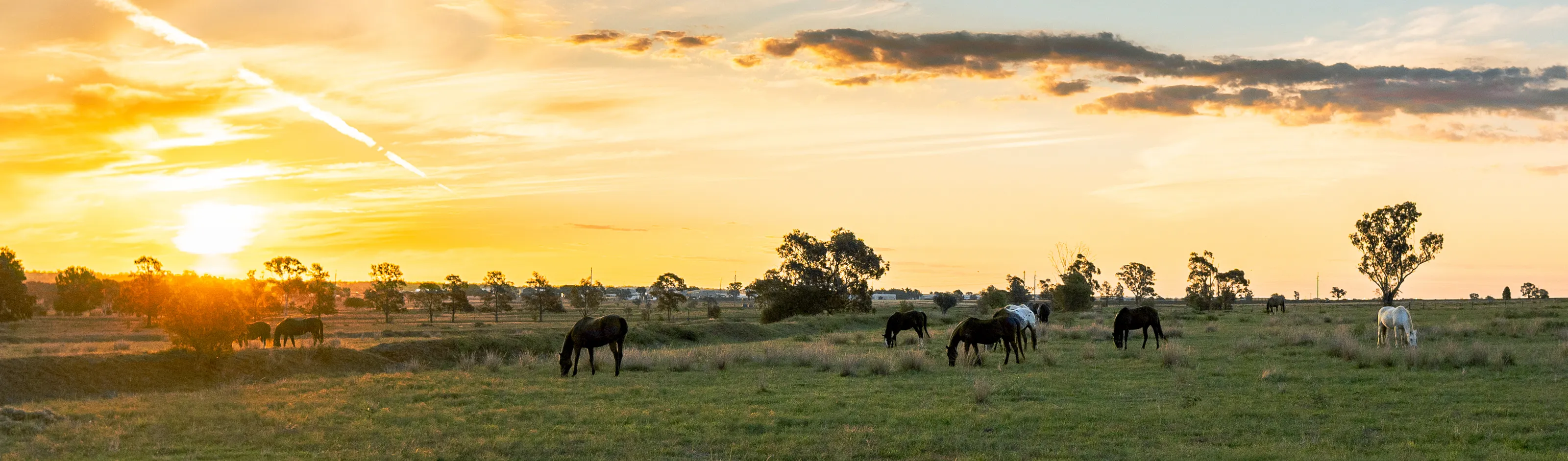 Pasture at Peace