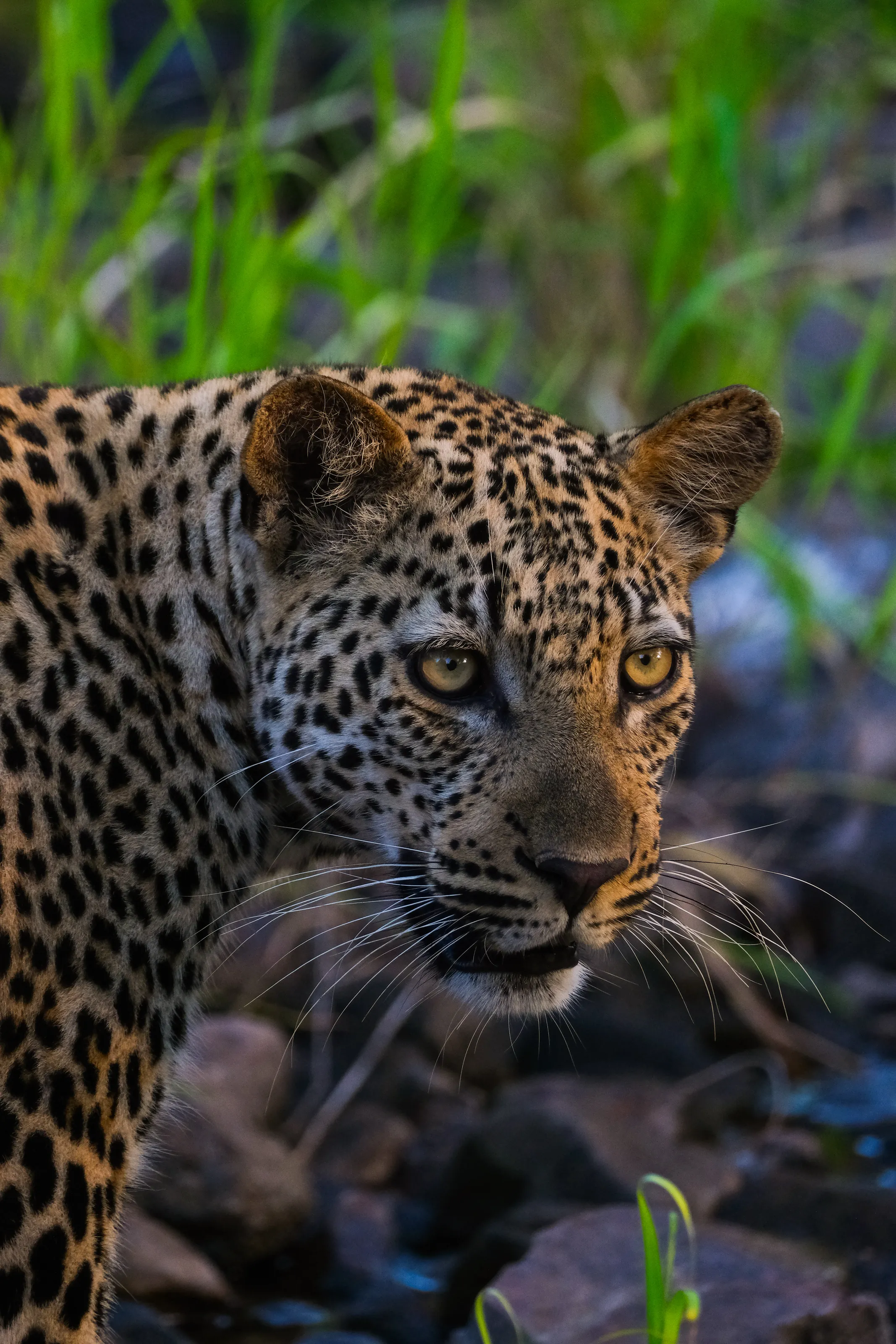 Young Leopard Cub