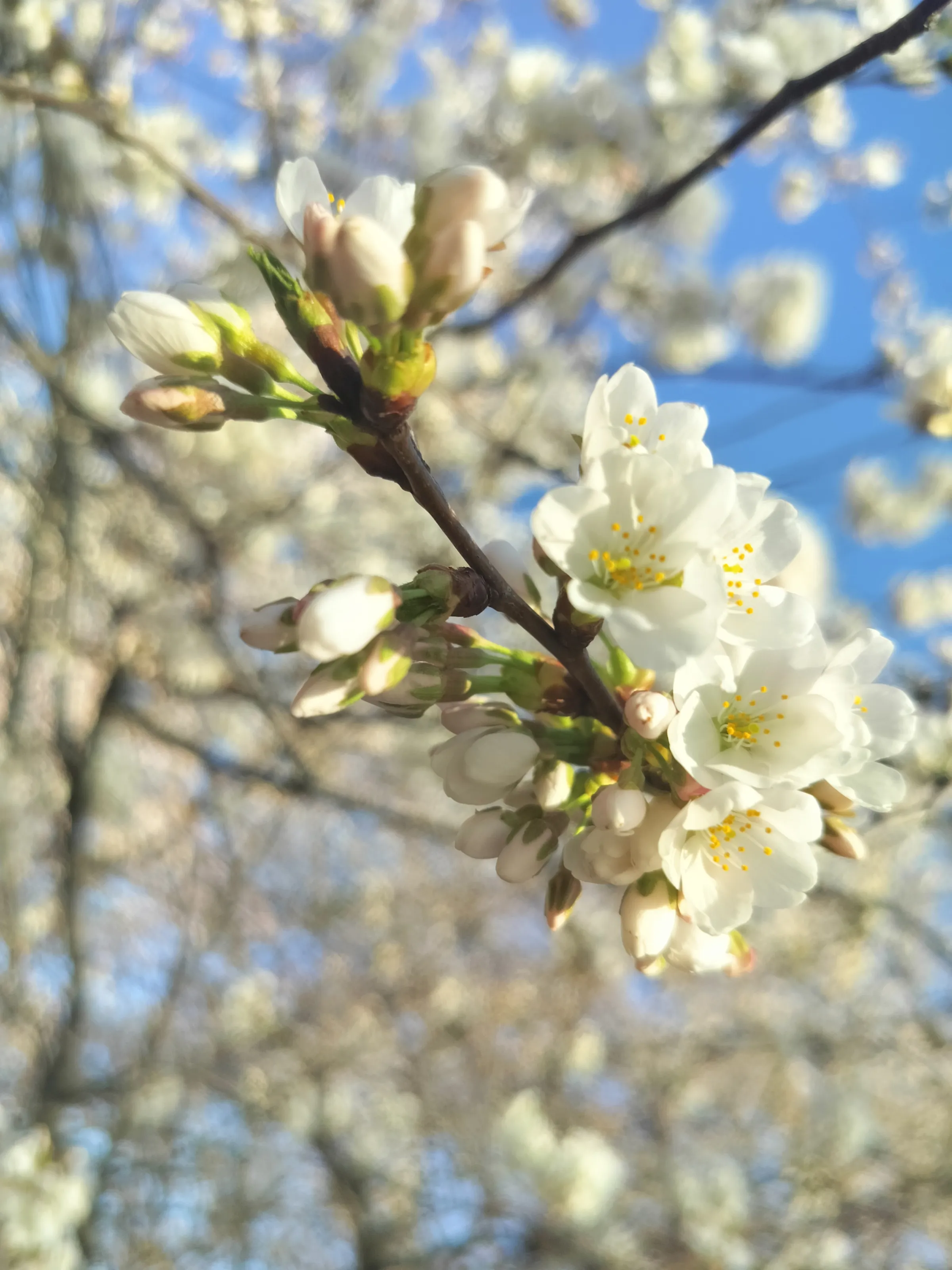 Flowers in DC