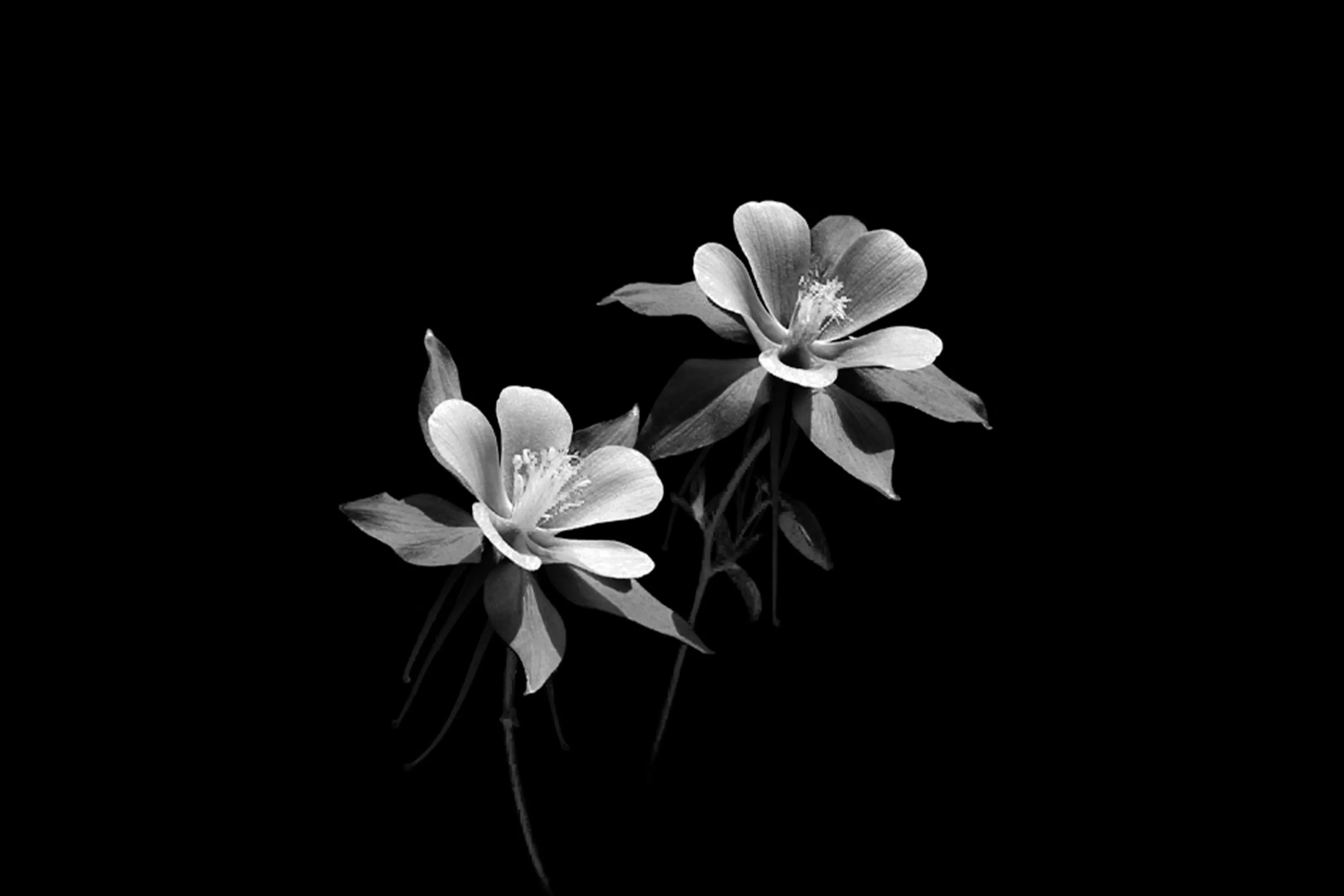 Silent Bloom