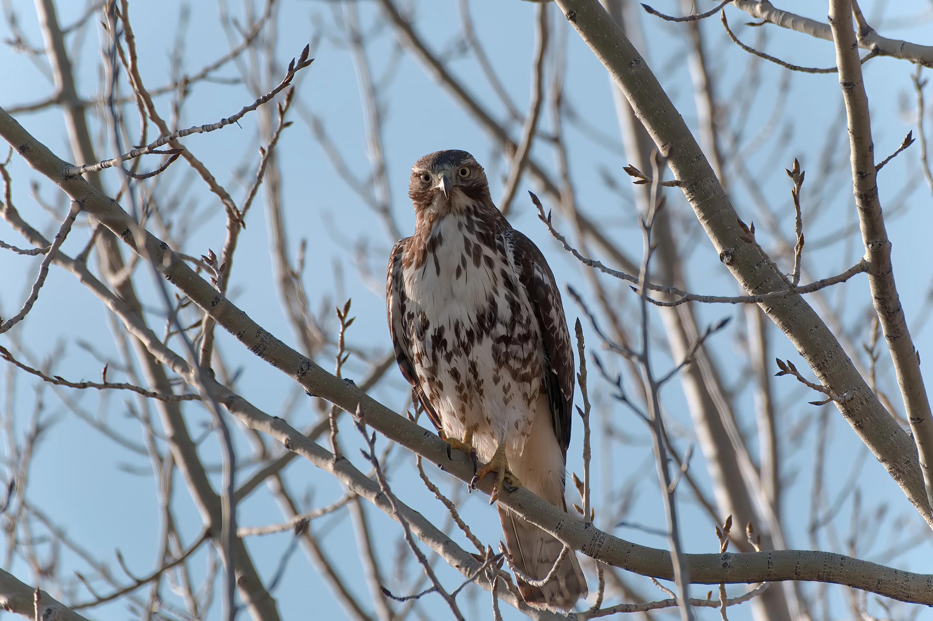 Red-Tailed Hawk