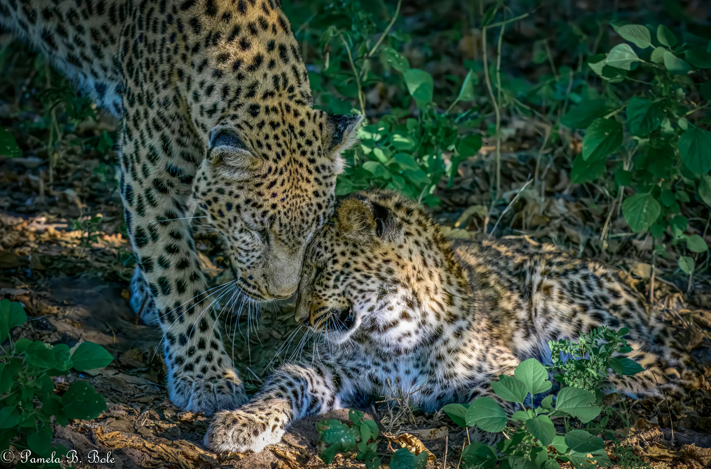 Loving With Mom