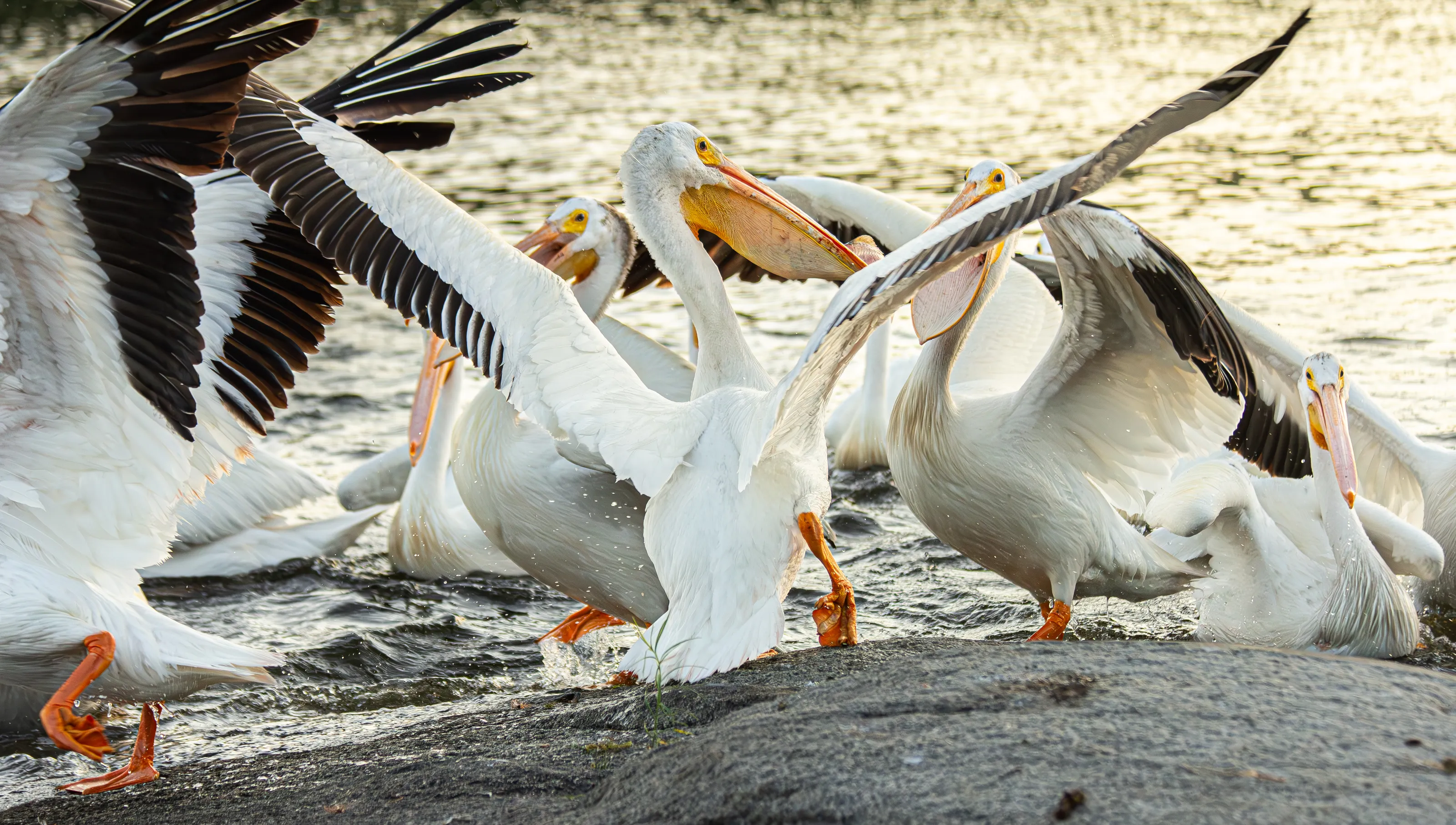 The Fight for Survival