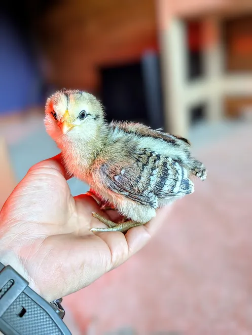 Chicks