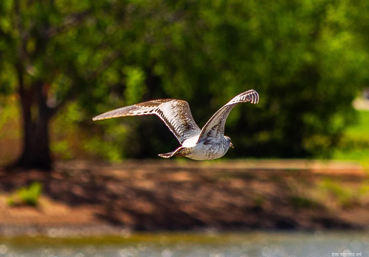 Gull in Flight