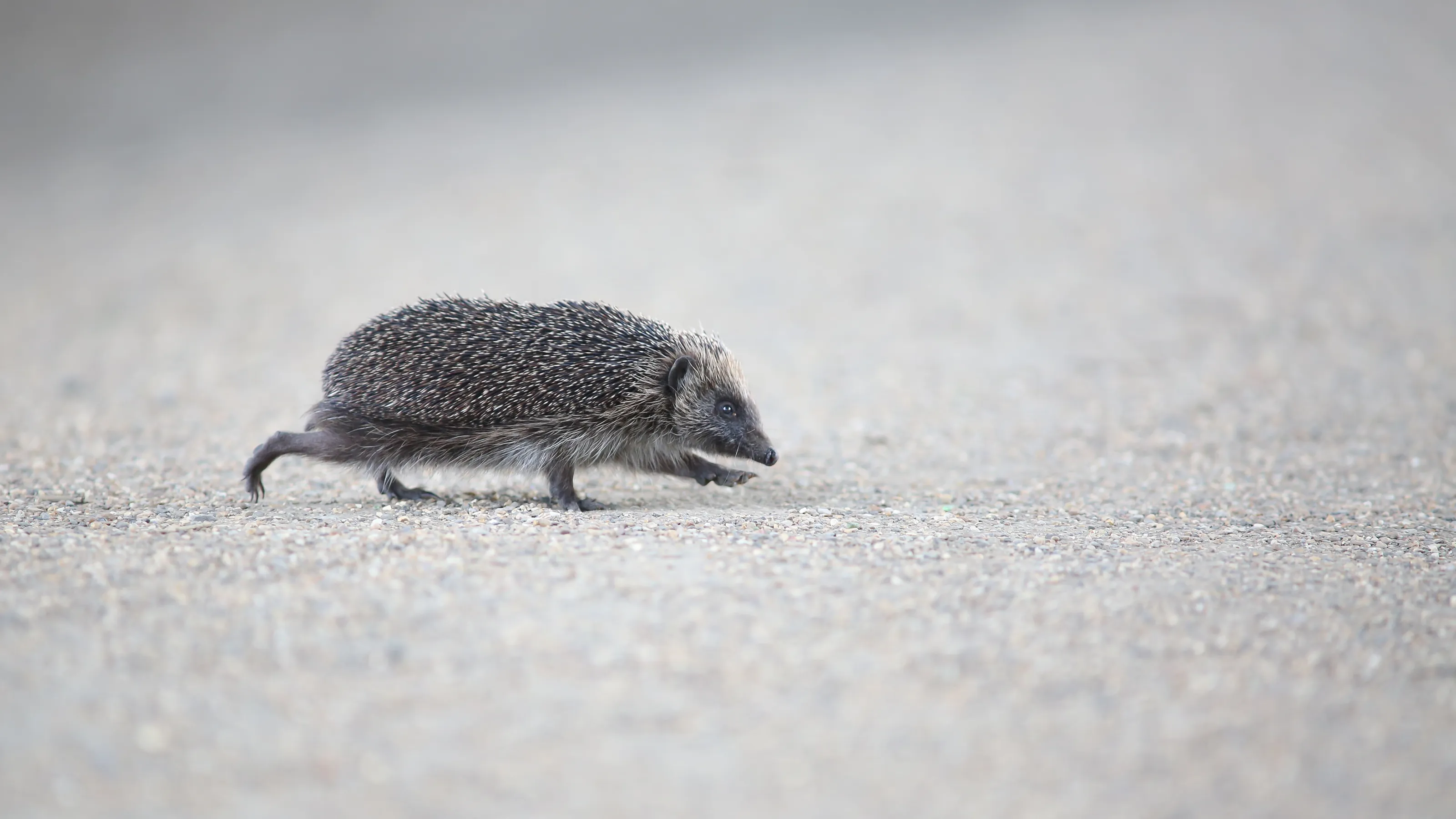 Small Mammals in Motion