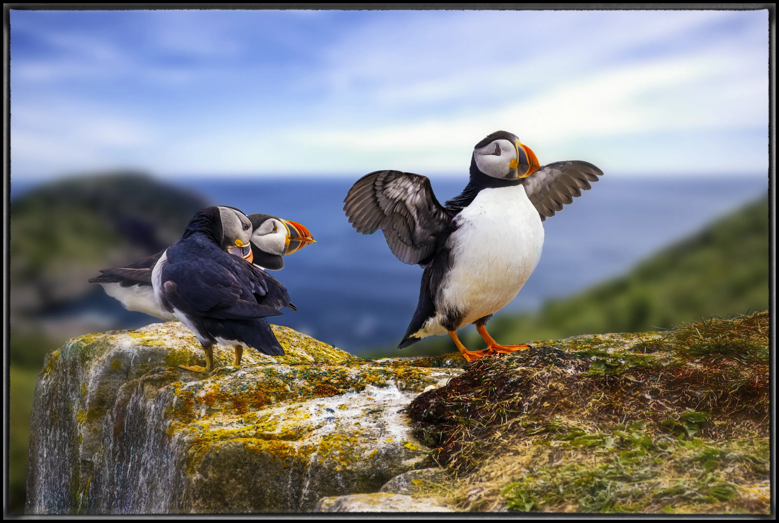 Puffins