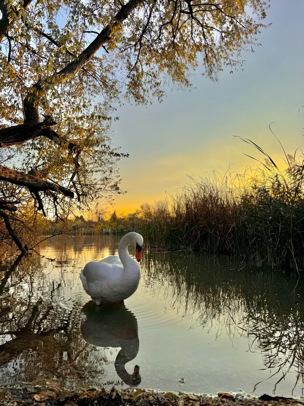 Reflection in the sunset