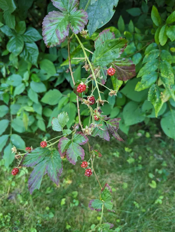 Wild Berries