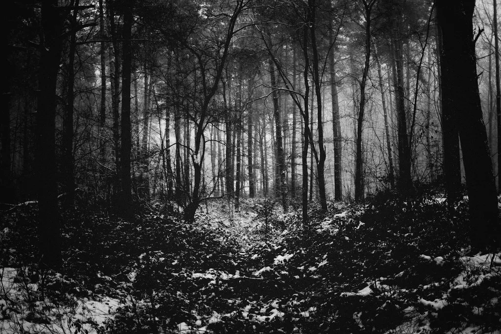 Woods darkness