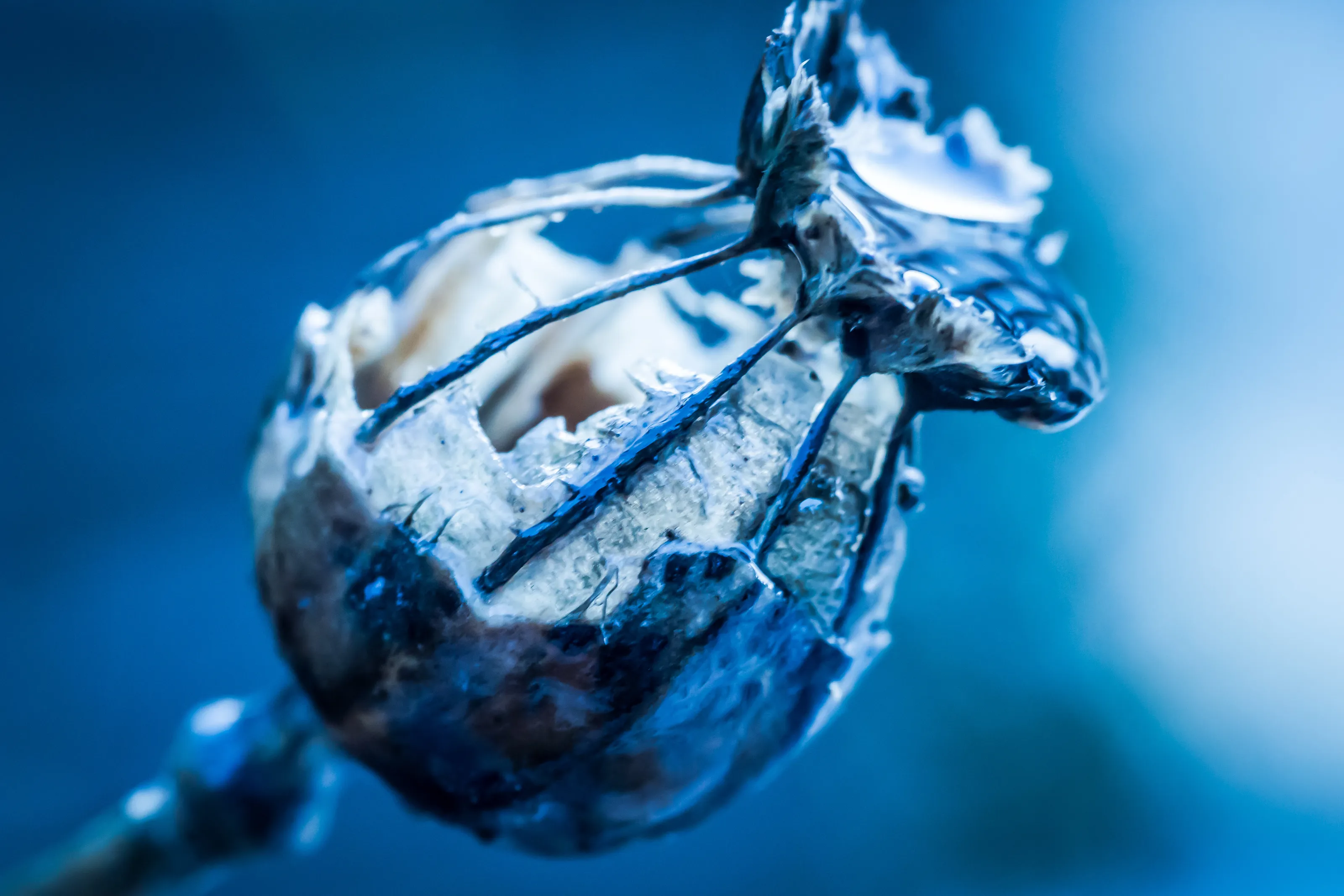winter poppy