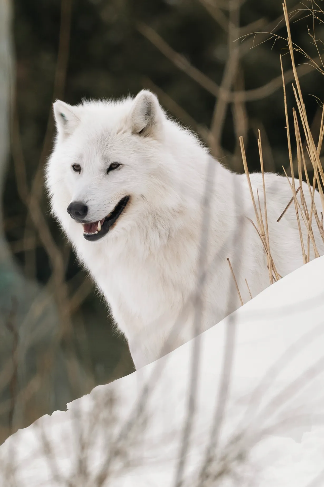 Arctic Wolf