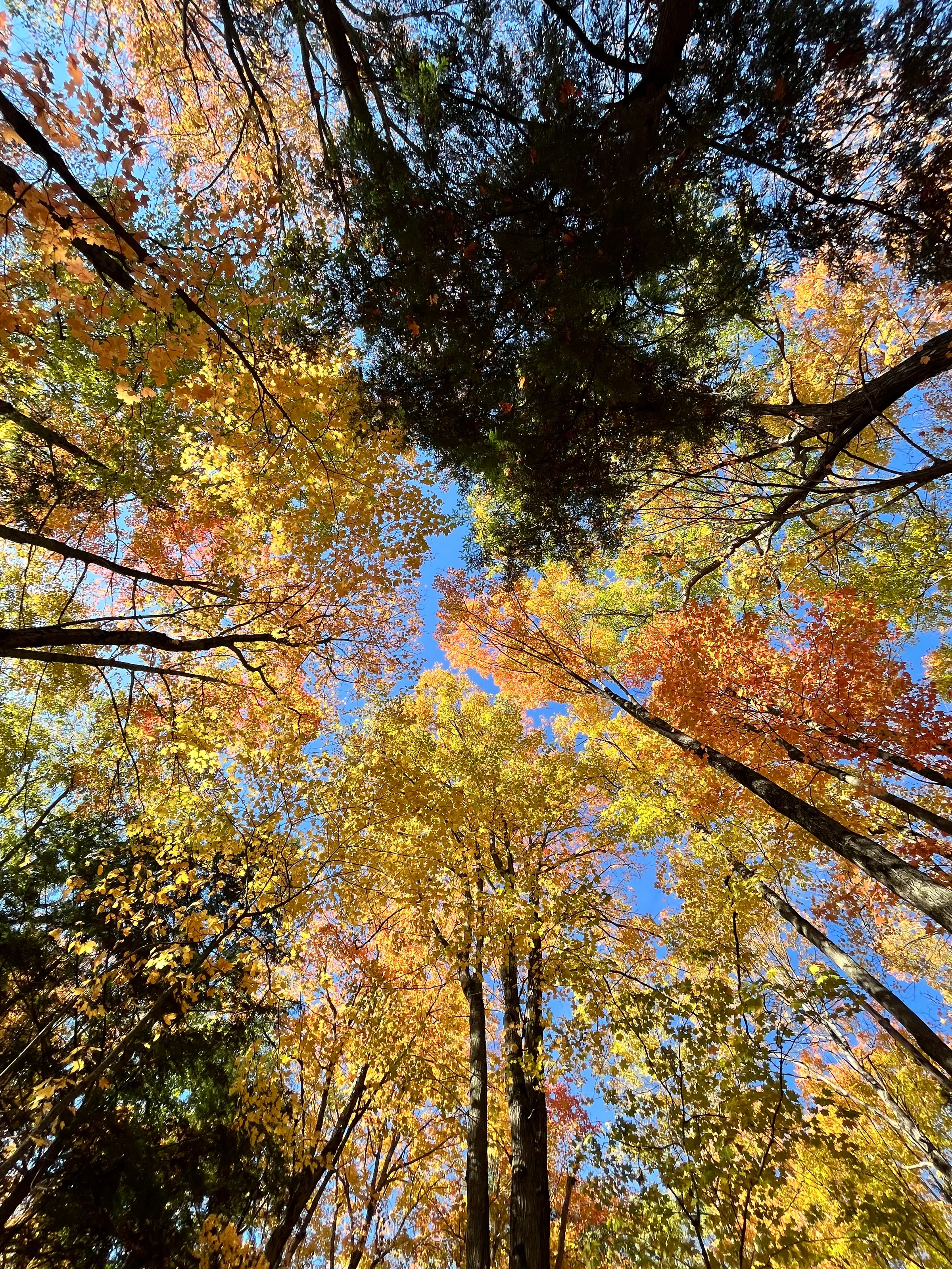 Under the Autumn Canopy