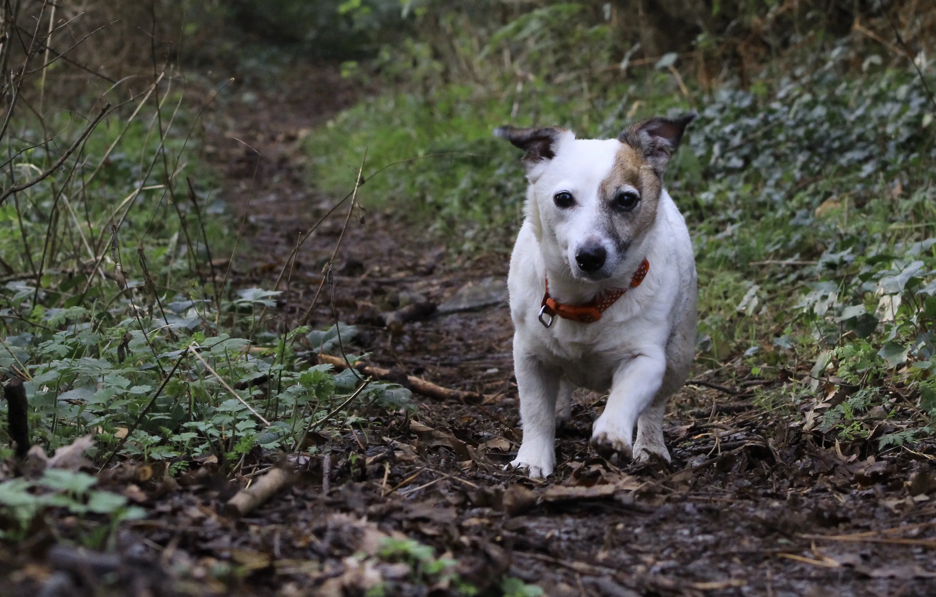 Walking in Wales
