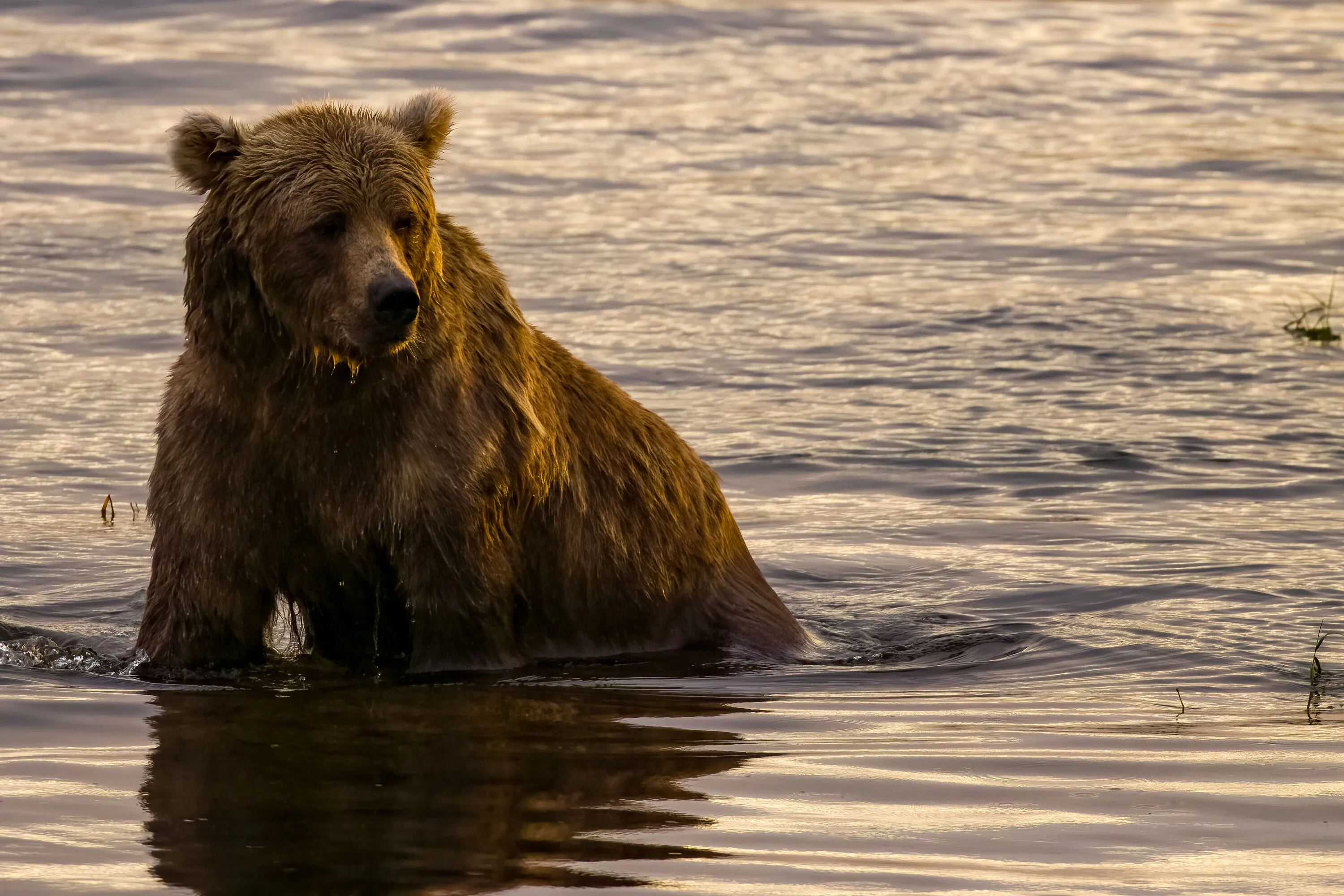 Bears in the Wild