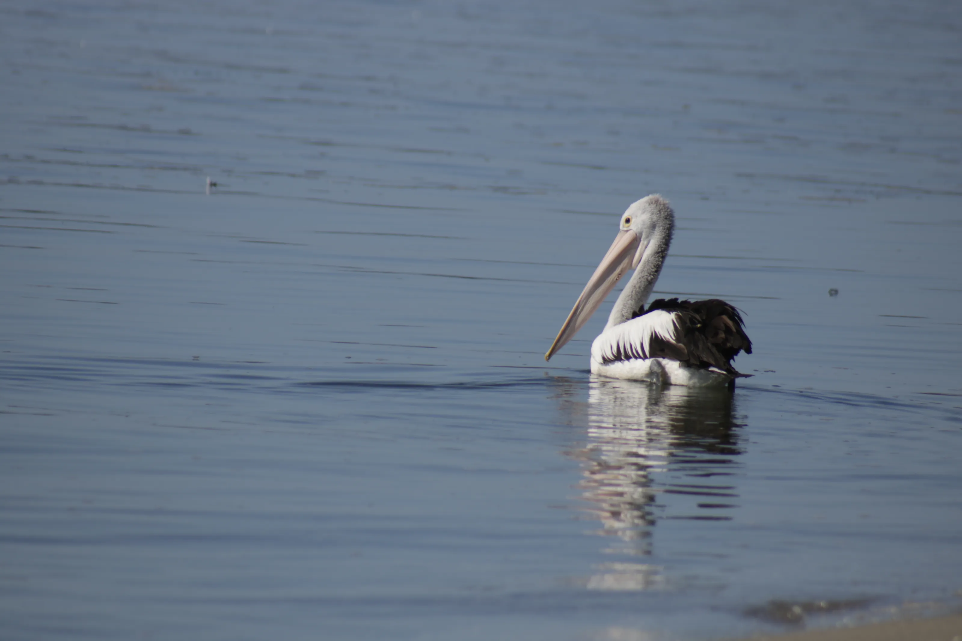 Pelican In Open Waters