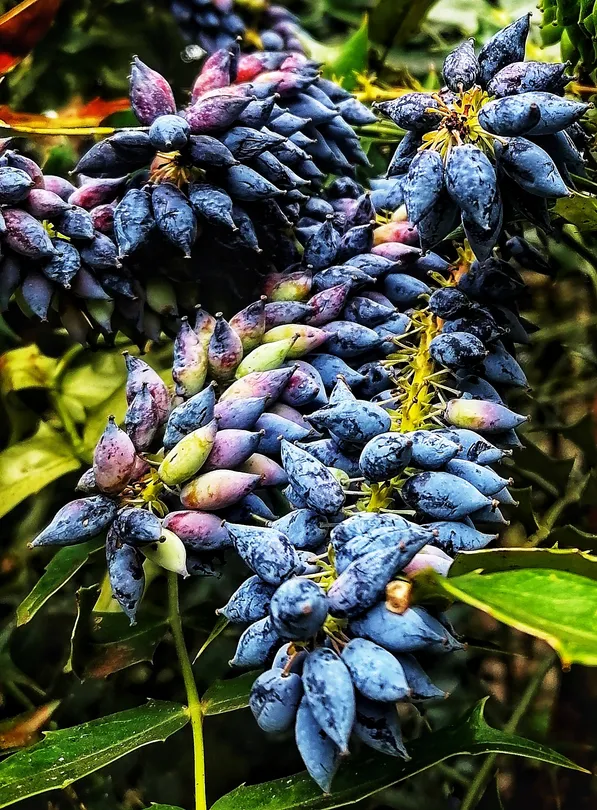 Mahonia Berries