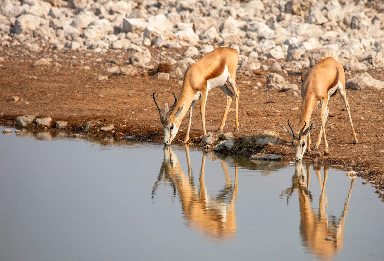 Springbok couple reflections