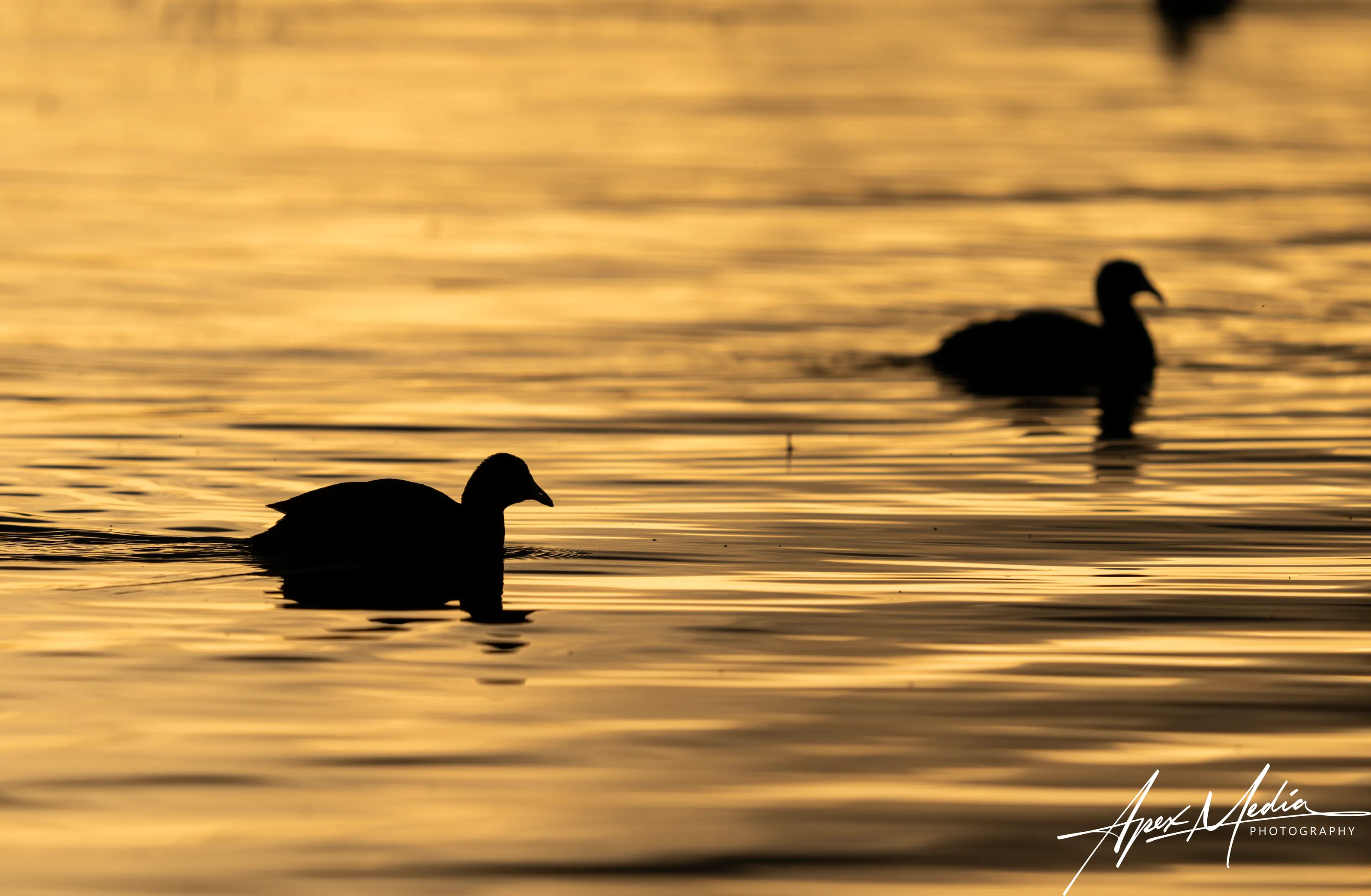 Ducks at dusk
