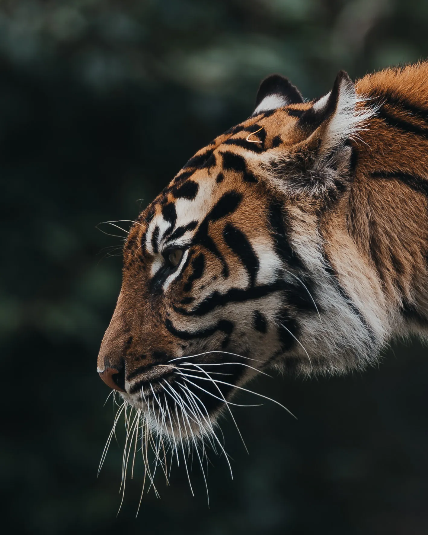 Tiger Portrait