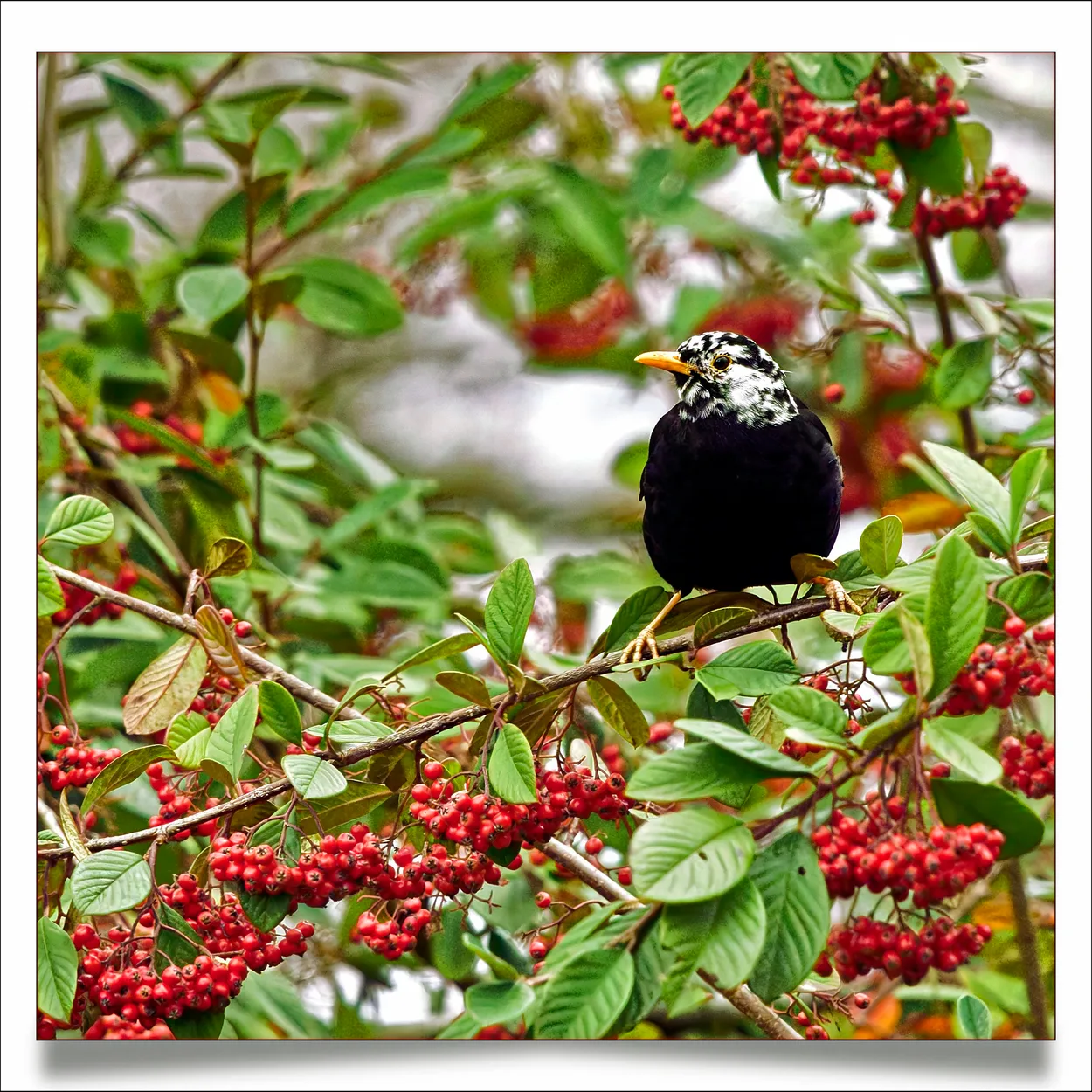 The Guardian of the Berries